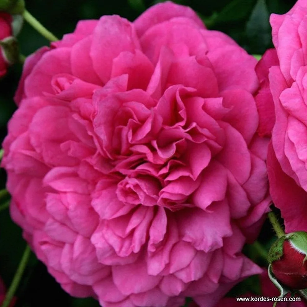Rosier grimpant Rosa 'Laguna' magenta parfumé pot 25-30 cm 2x