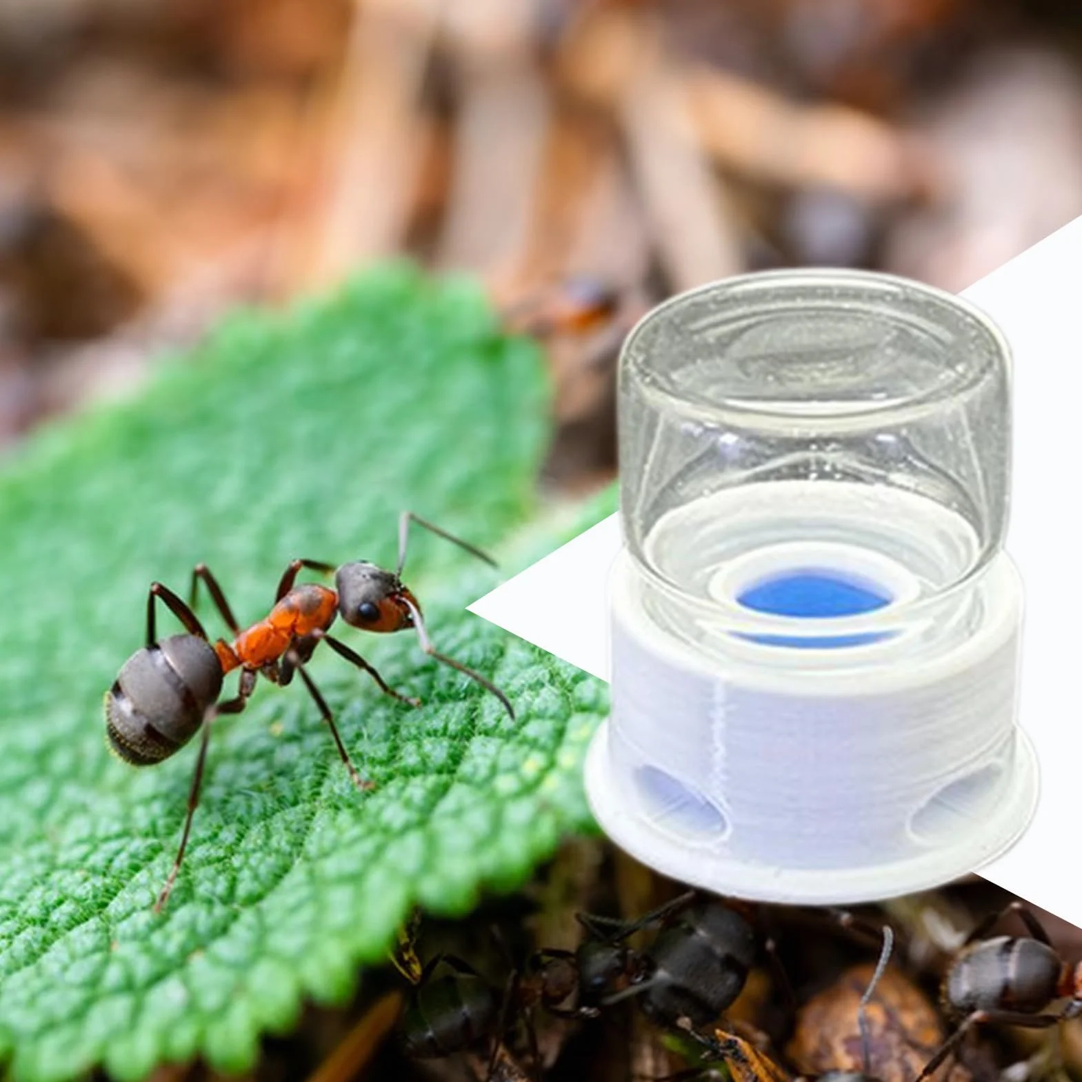 Distributeur pour Fourmis, Fontaine À Eau pour Abeilles, Distributeur À Boisson Transparent Multifonction