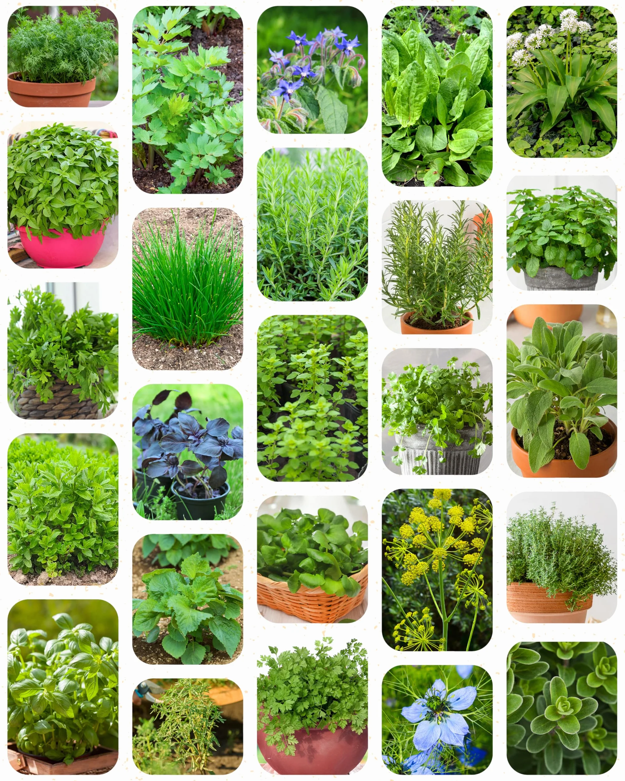 Kit de graines de herbes aromatiques bio 25 variétés ZenGreens® pour jardin balcon jardinière