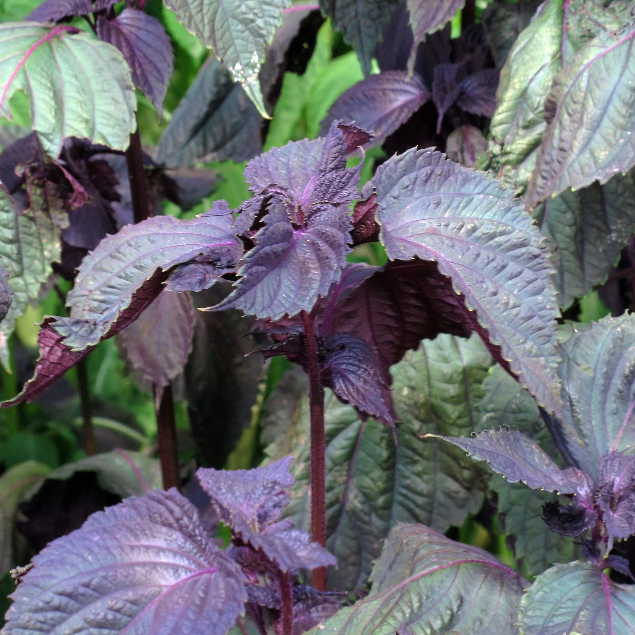 Shiso rouge Perilla frutescens 200 semences