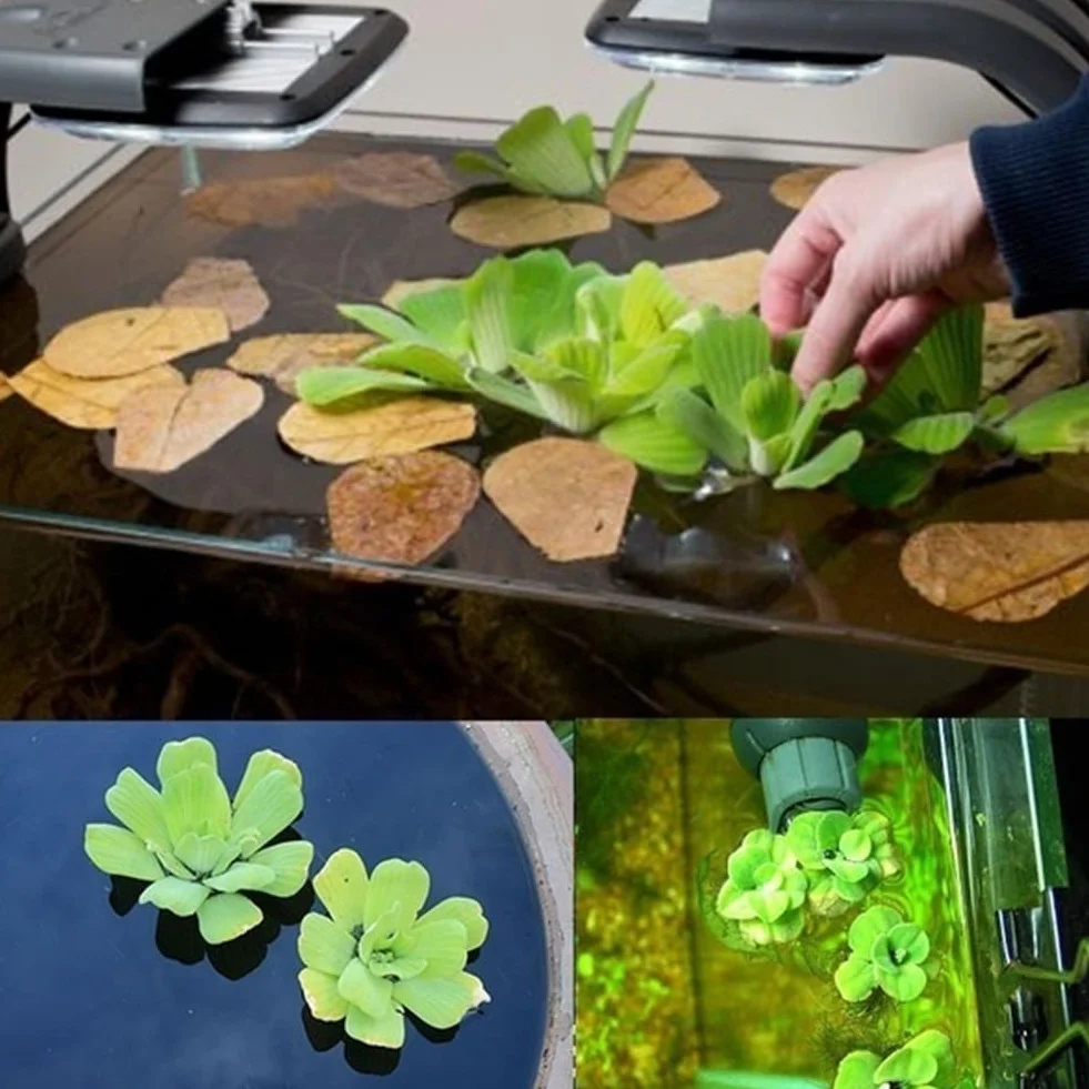 Dichondra Pistia graines, 50pcs graines de réservoir d'aquarium piscine étang jardin