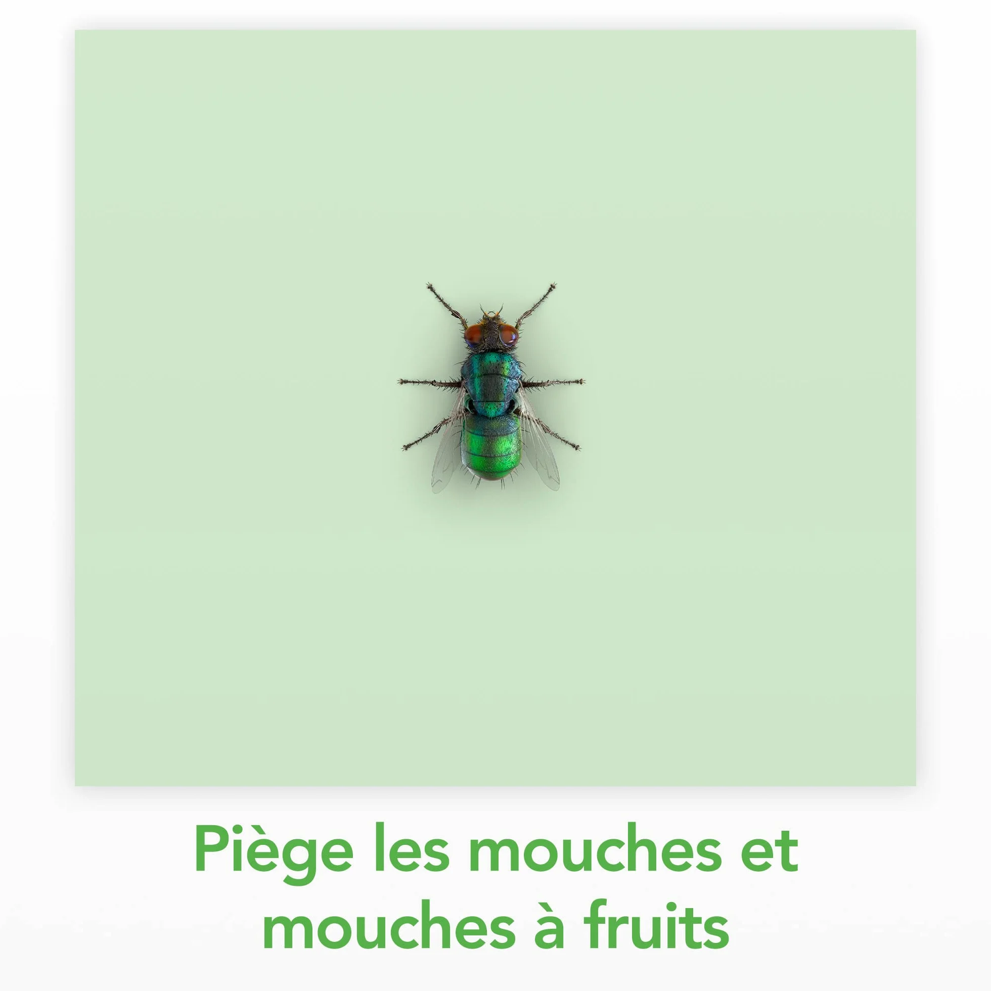 Raid Piège à Mouches Sans Insecticides 6 Pièges Efficacité 6 Mois
