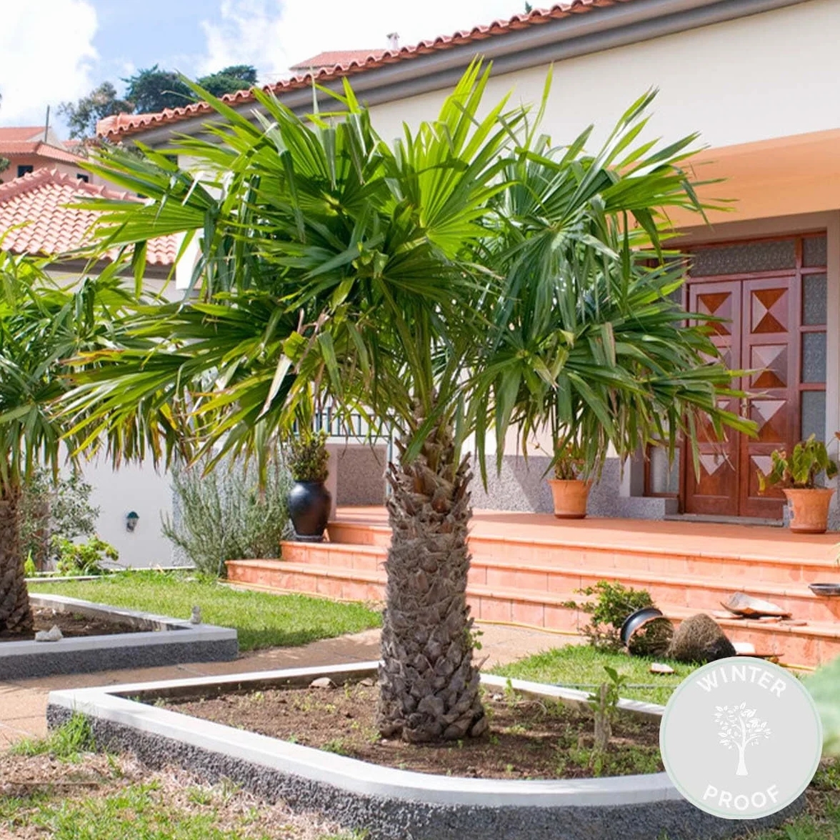 Trachycarpus Wagnerianus Palmier éventail rustique 60-80 cm Pot 21 cm