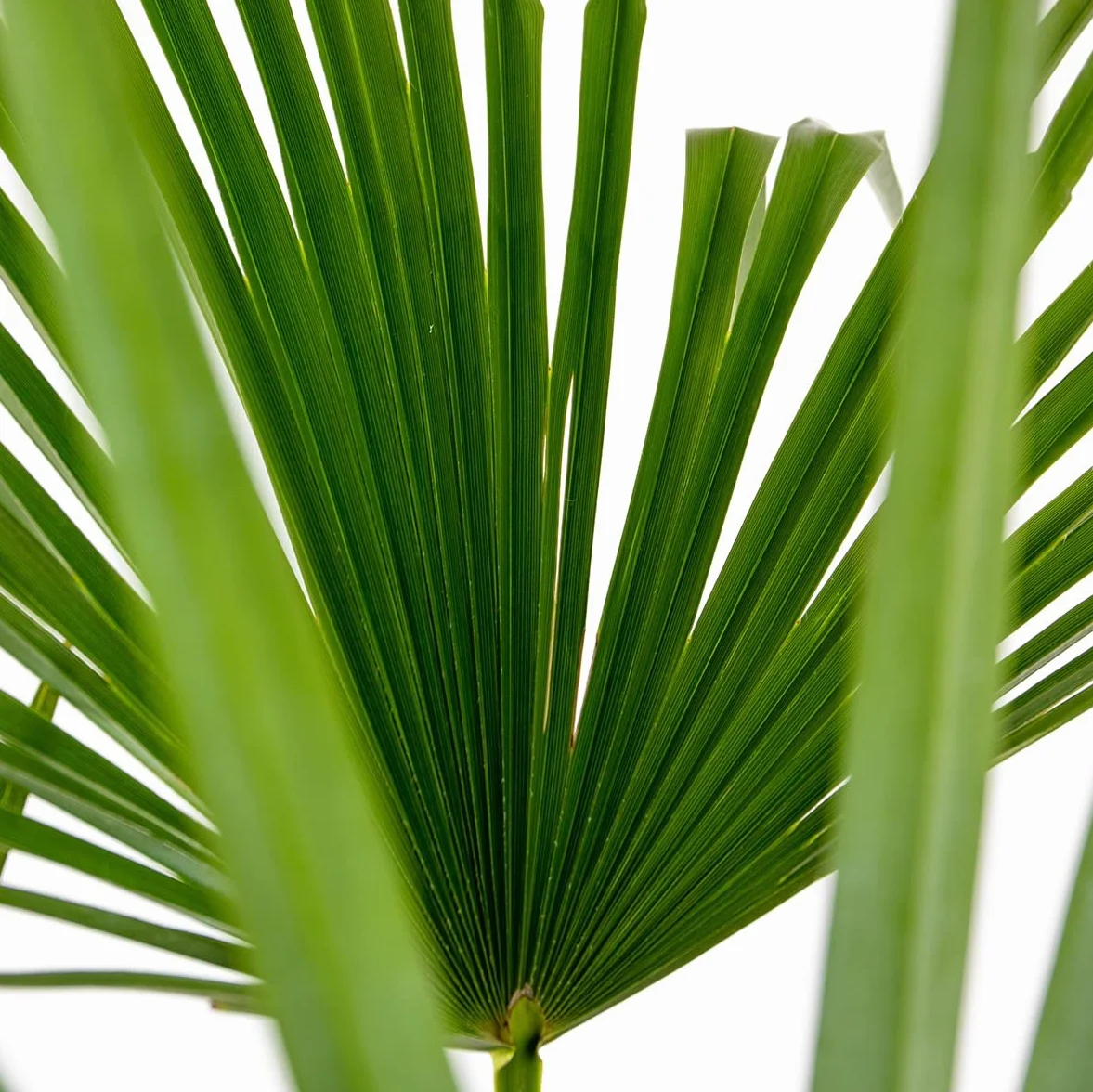 Trachycarpus Wagnerianus Palmier éventail rustique 60-80 cm Pot 21 cm