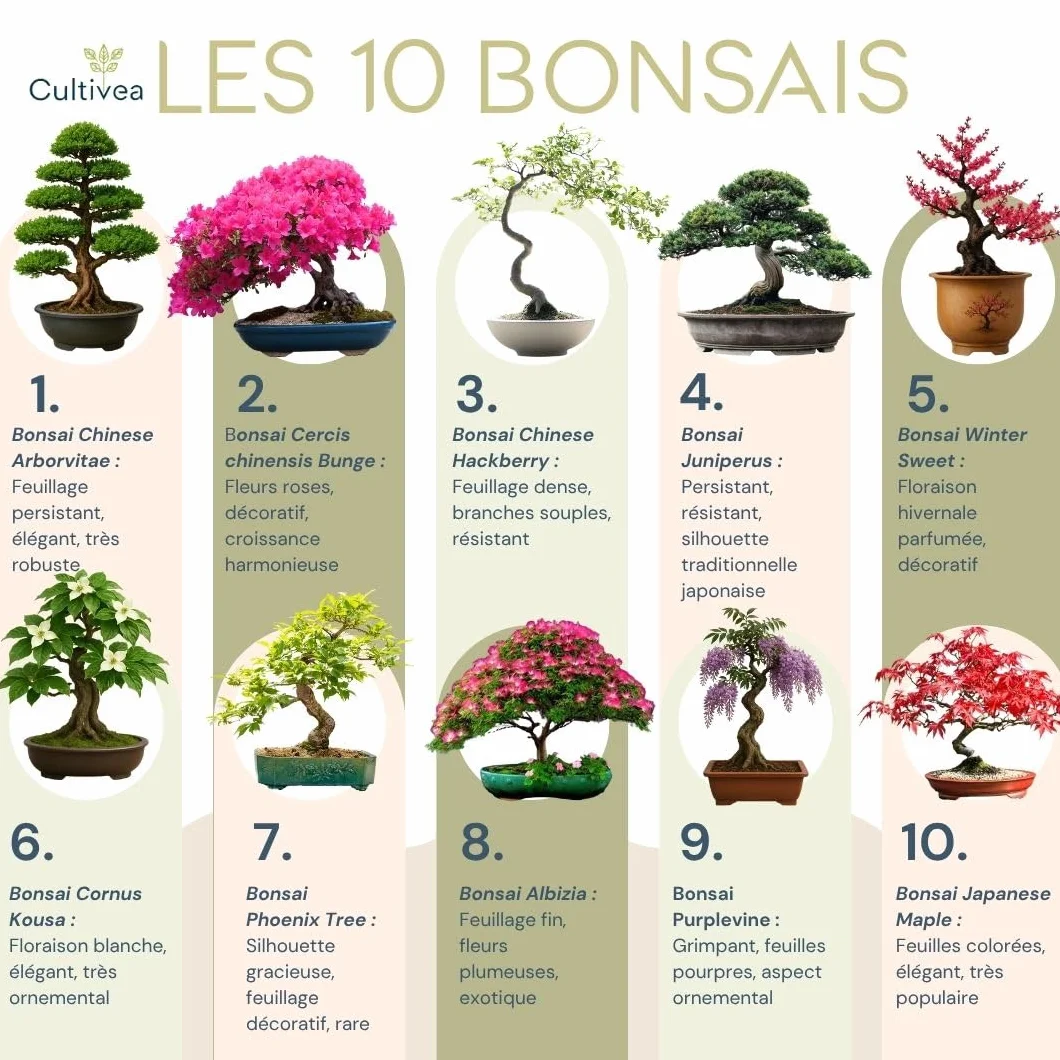 CULTIVEA® Kit Bonsai Prêt à Pousser – Coffret Complet Graines Pots Outils Notice – Jardinage Intérieur