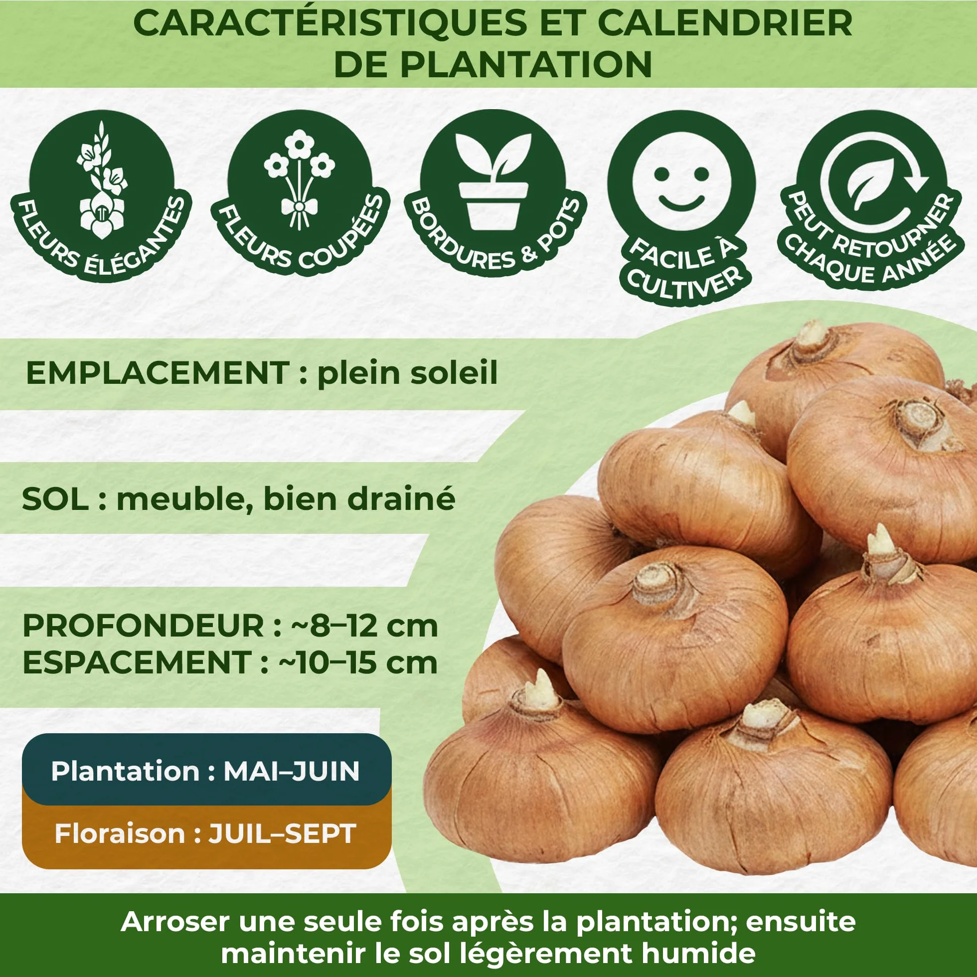 Gladioles Bulbes Collection 50 Bulbes de Fleurs à Planter Exterieur Plantes Vivaces Rustique Hollande