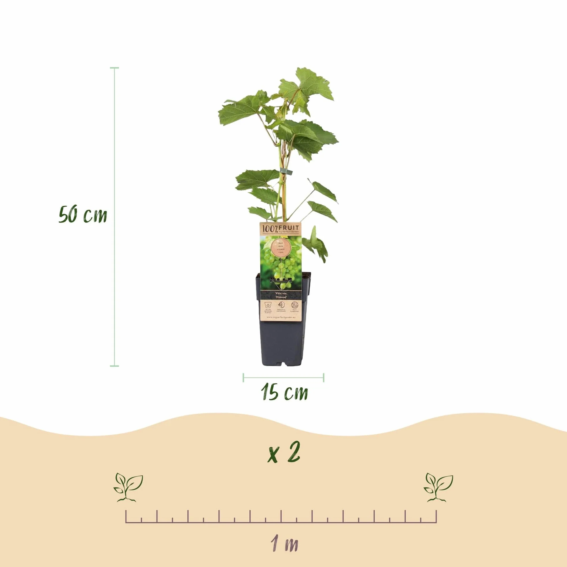 Vitis vinifera Himrod Plant de Raisin Sans Graines Blanc 2 Plantes Pot 15cm Hauteur 50cm
