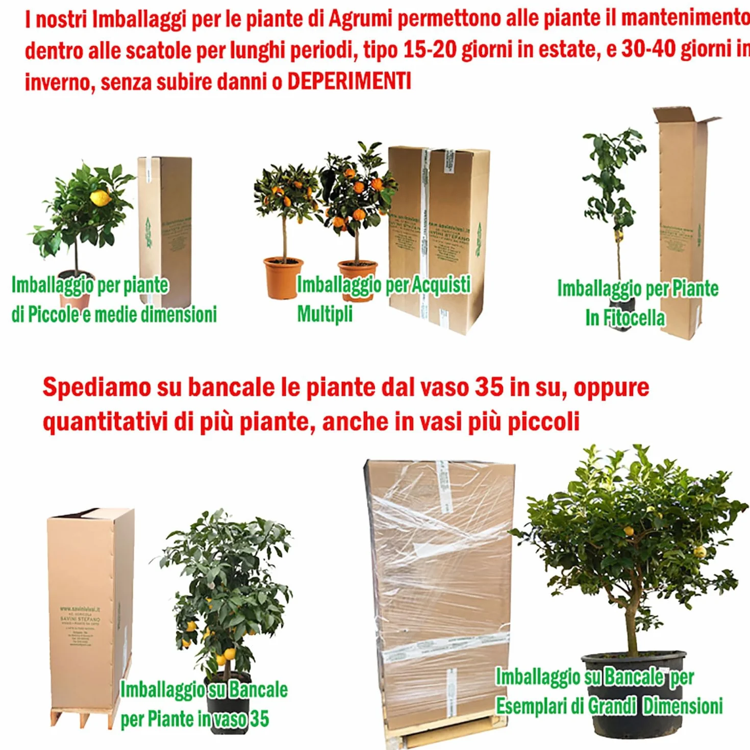 SAVINI VIVAI Citronnier Caviar Vert Faustrime Agrume Tilleul 20 cm Hauteur 50-70 cm 2 Ans de Greffe