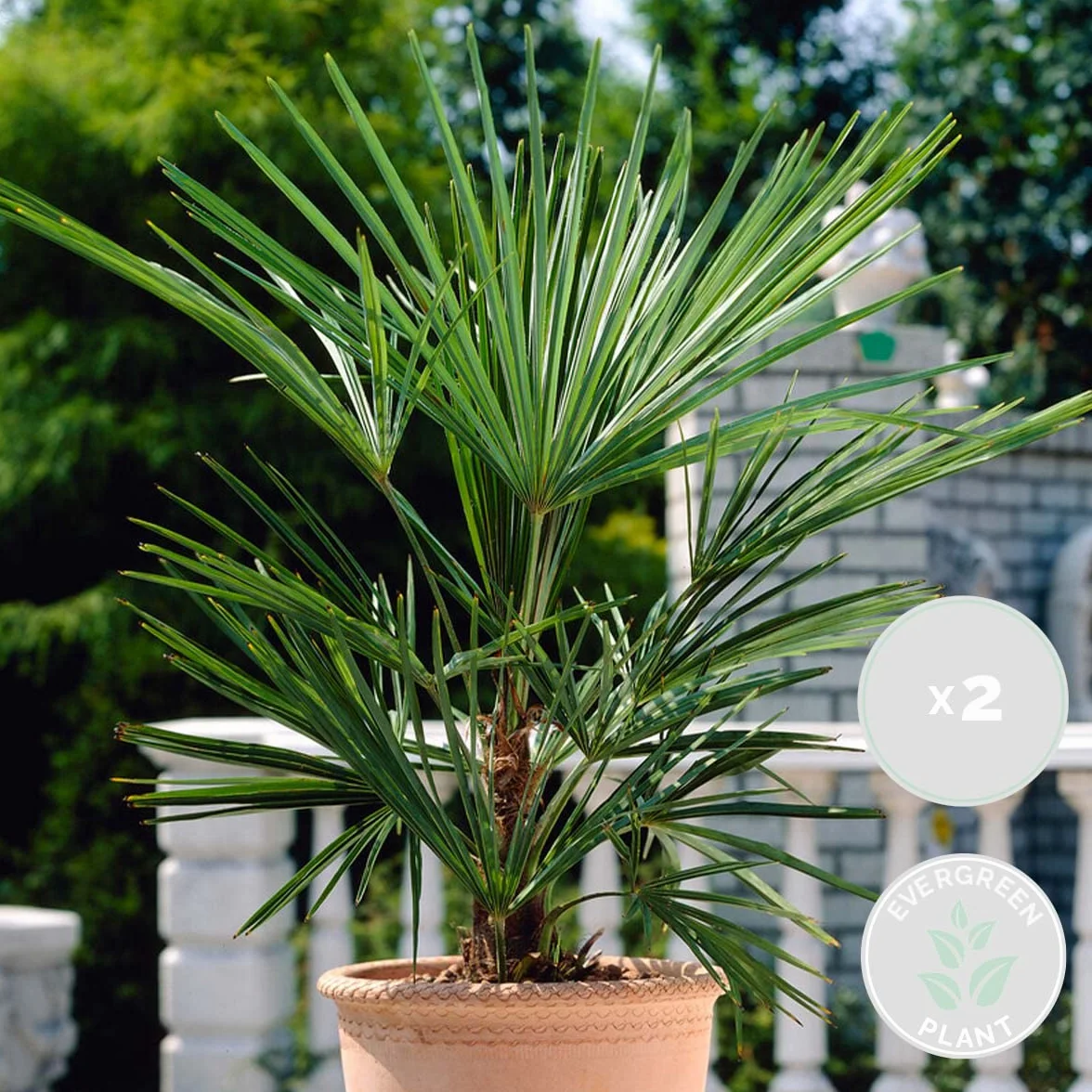 Bloomique Washingtonia Robusta Palmier éventail mexicain Hauteur 80-100 cm Pot 21 cm