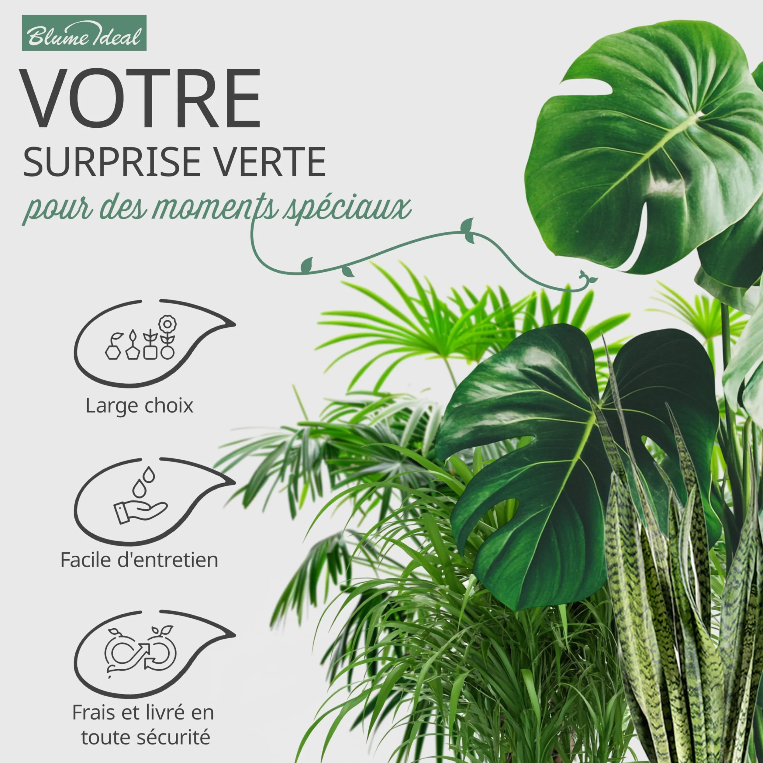 Lot de 8 plantes 40-70 cm Pot ø 12-15 cm Plantes intérieur