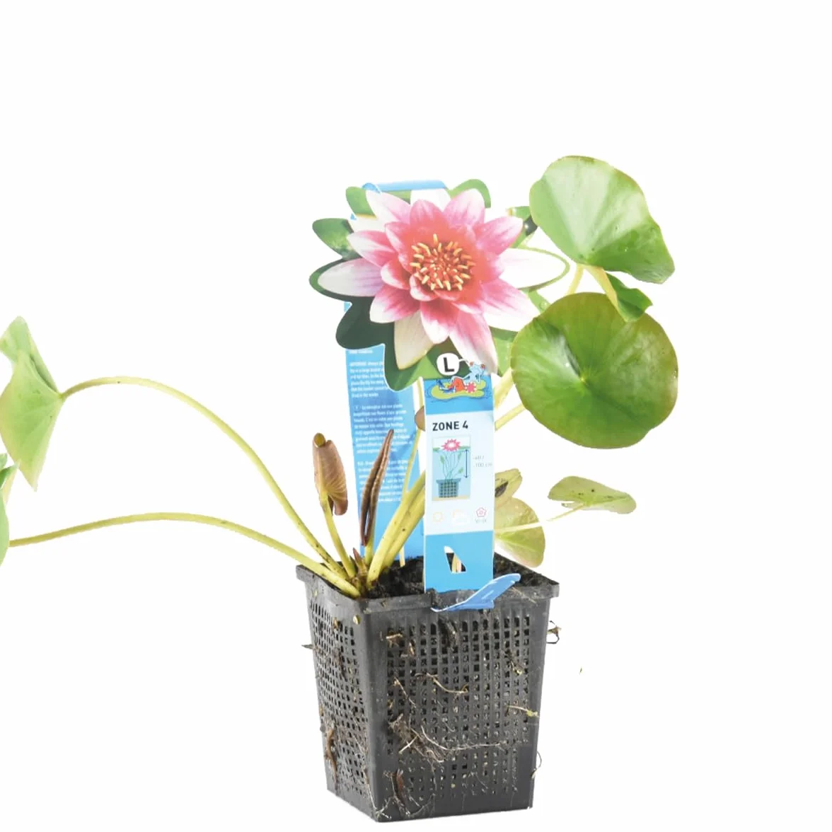 Bloomique Nymphaea Attraction Nénuphar Rouge Plantes de bassin Rustique Hauteur 10-20 cm Pot 11 cm