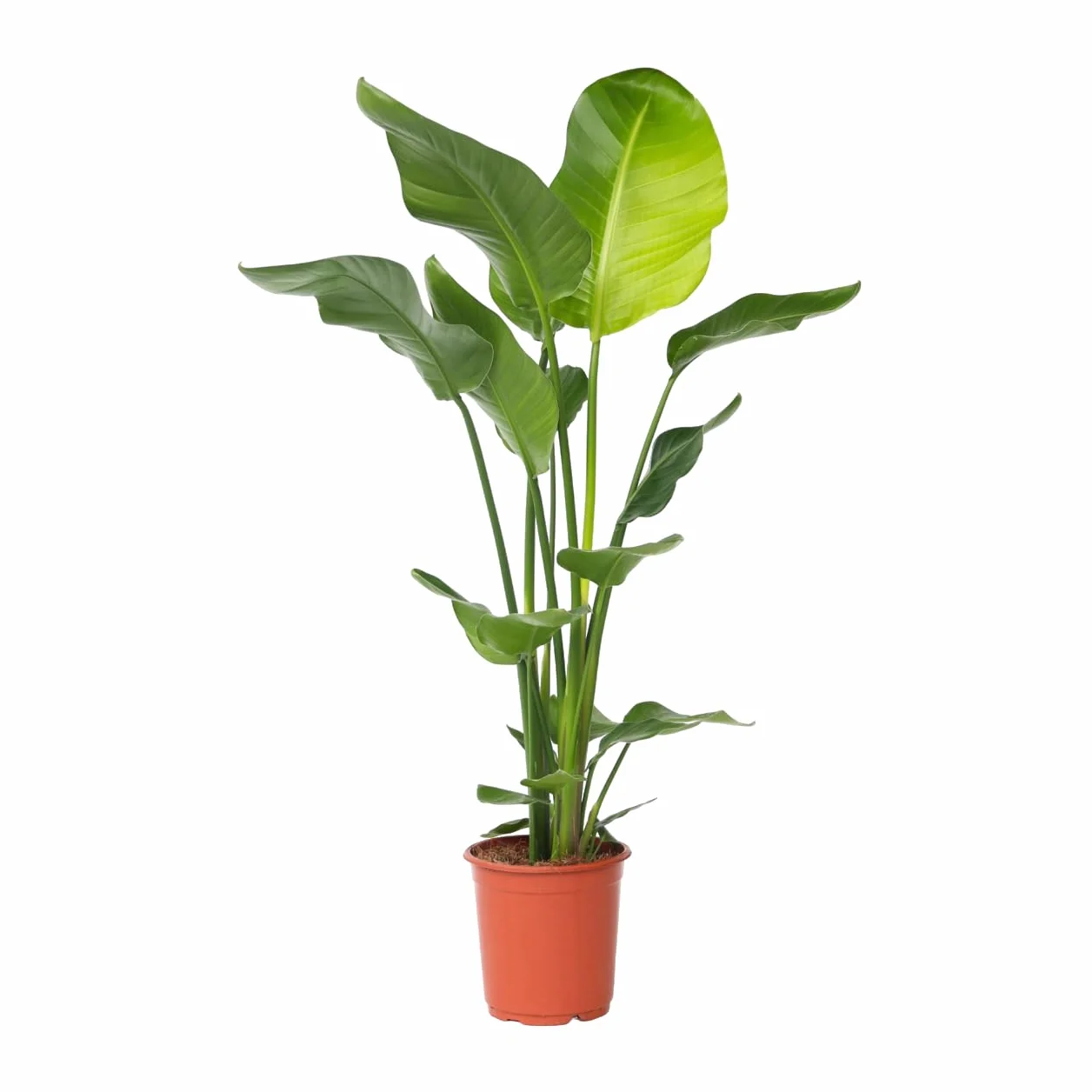 Strelitzia Nicolai XL Plante Verte Intérieur Vivante Pot 21cm Hauteur 90-110cm
