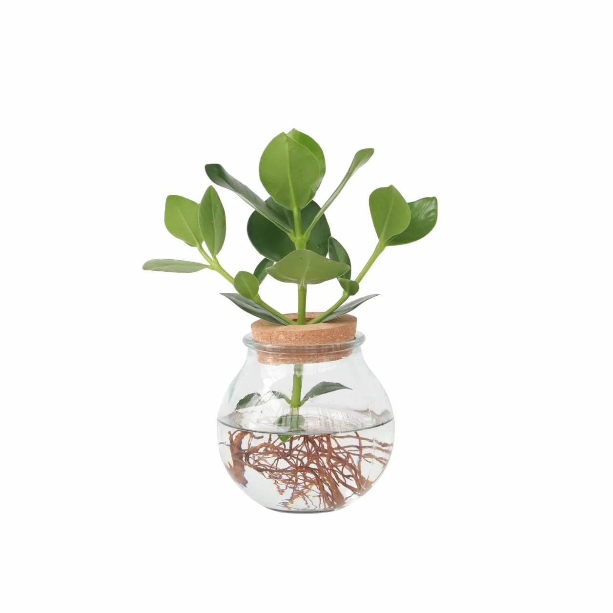 Clusia en verre Hydroponique Plante d'intérieur dans l'eau