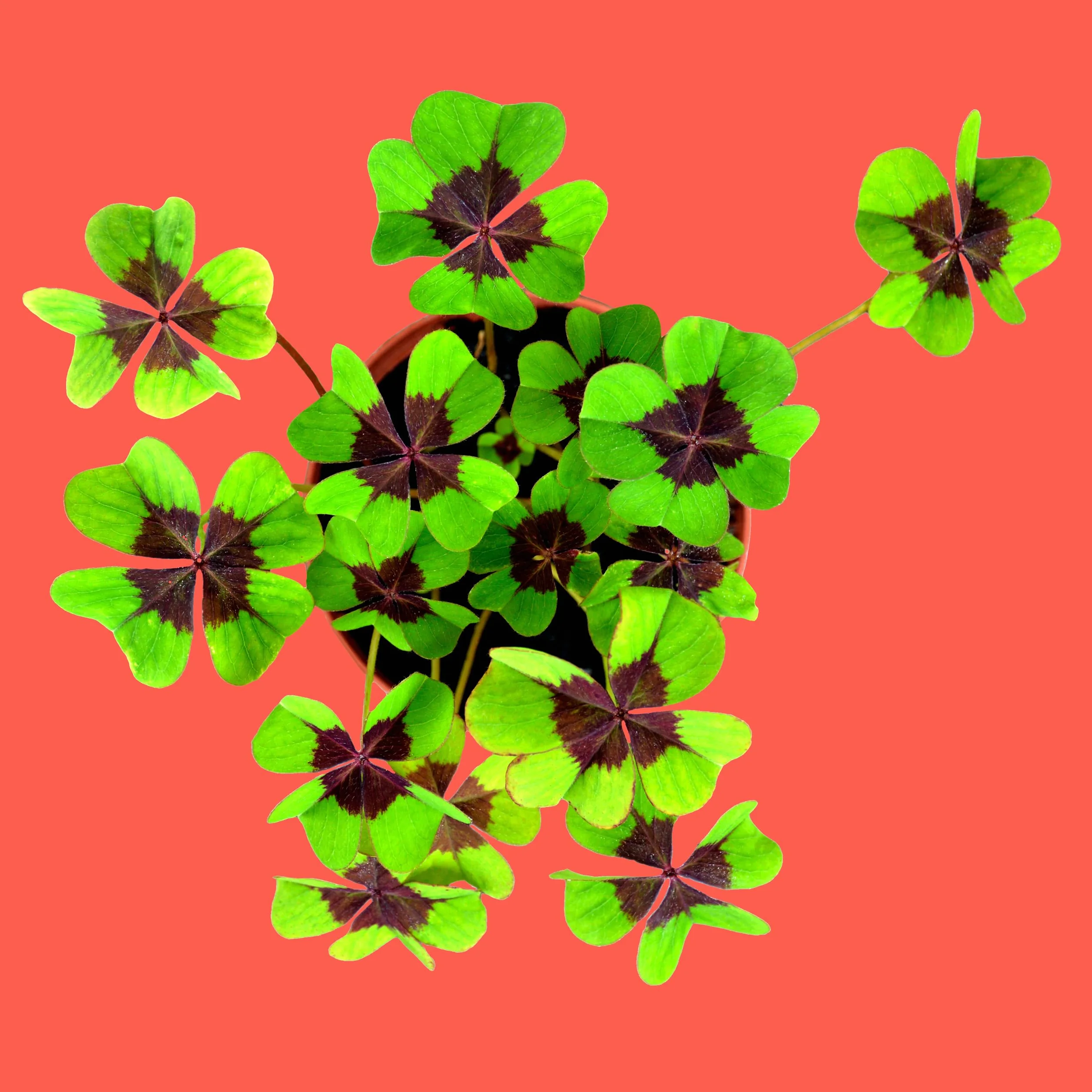 Oxalis Deppei Kit de Culture Trèfle à 4 Feuilles Plante Naturelle Porte Chance