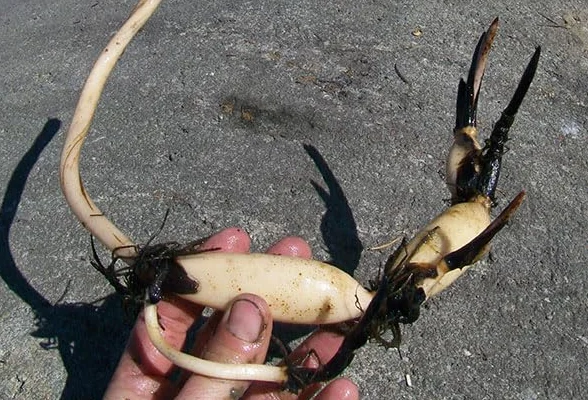 Nelumbo 'Ben Gibson' Rhizome de Lotus – Plante Aquatique Facile à Cultiver