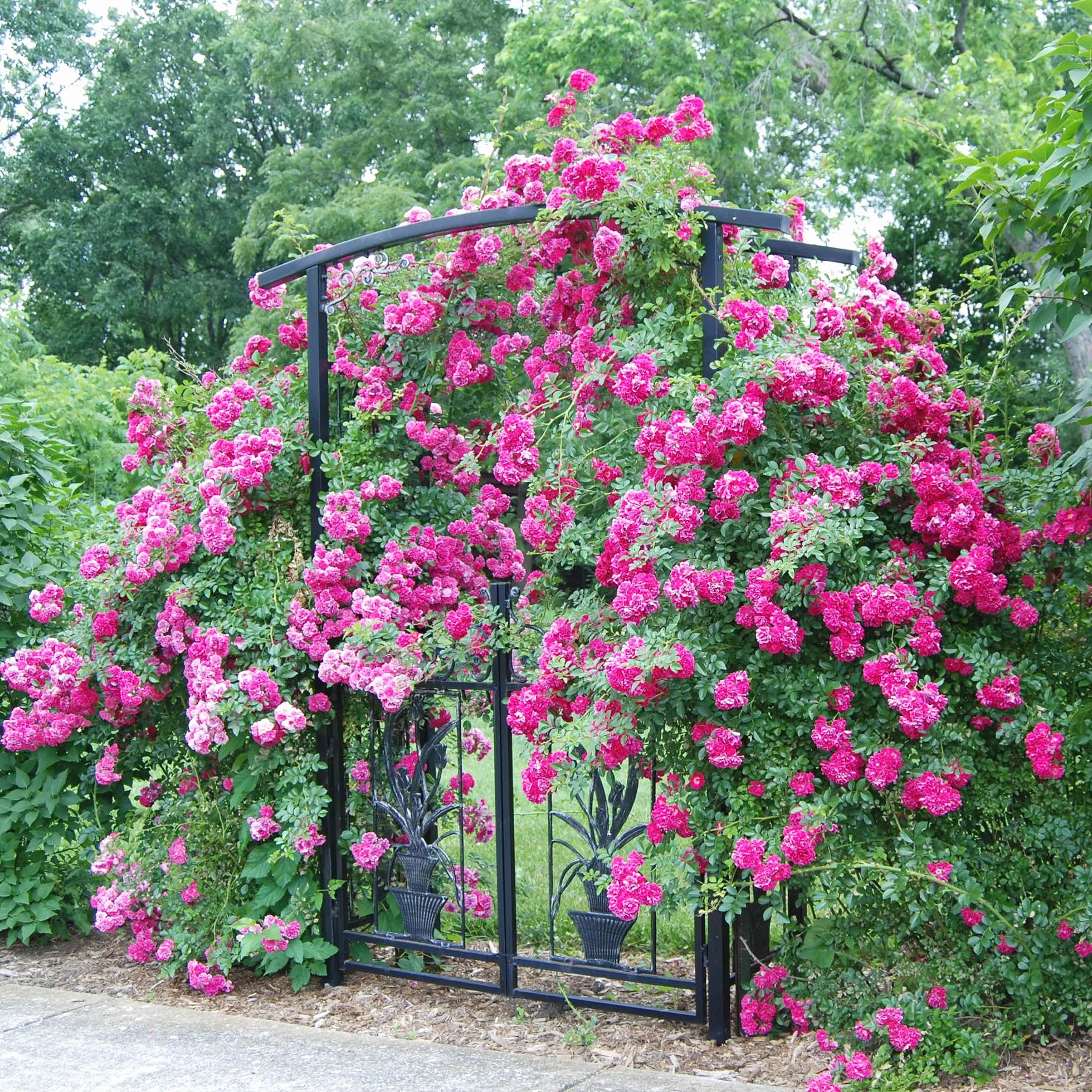 Rosier Grimpant Rose – Plante Grimpante Fleurie pour Murs, Pergolas & Clôtures