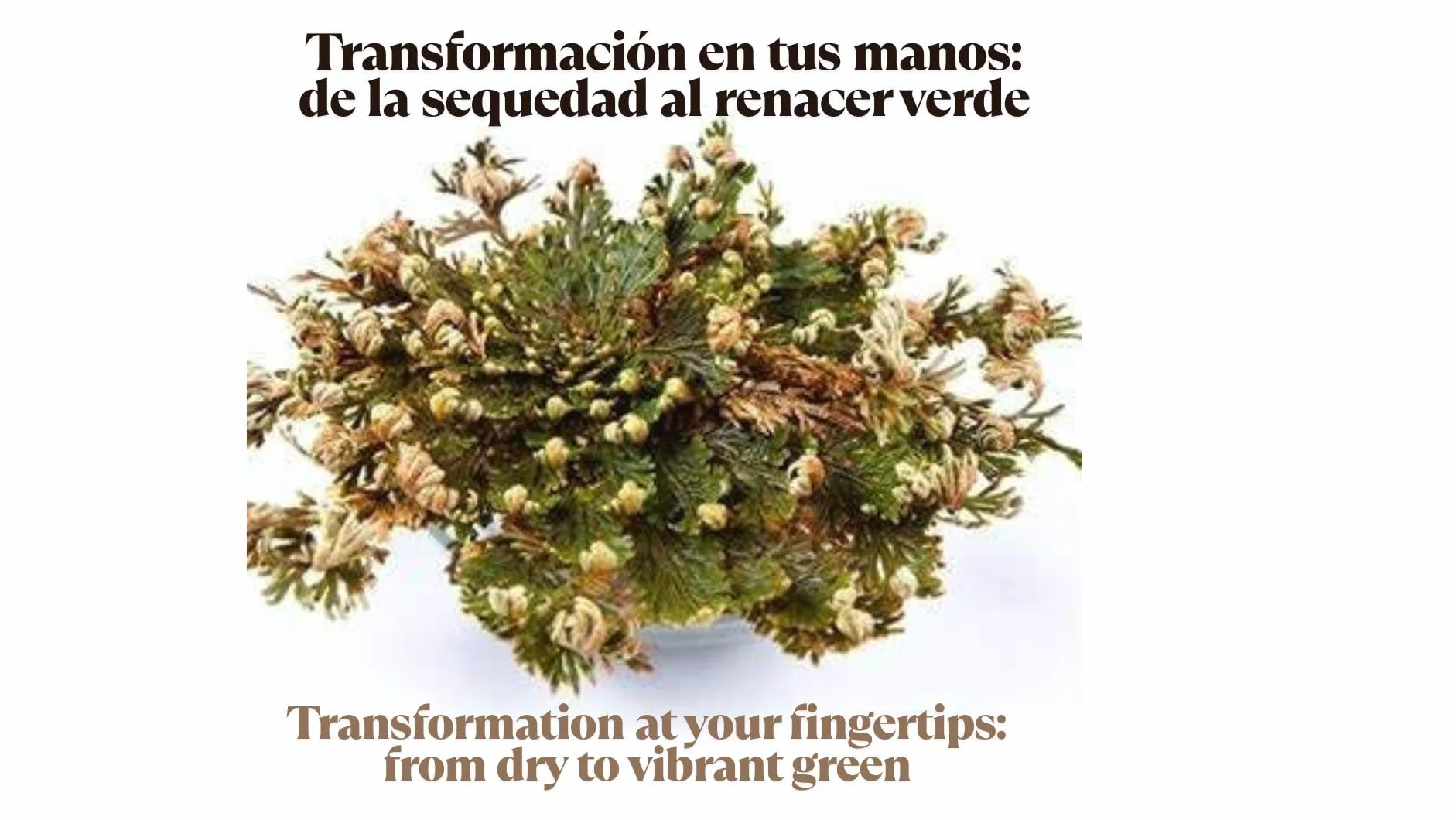 Rose de Jéricho INKANAT, plante de la résurrection et de la prospérité
