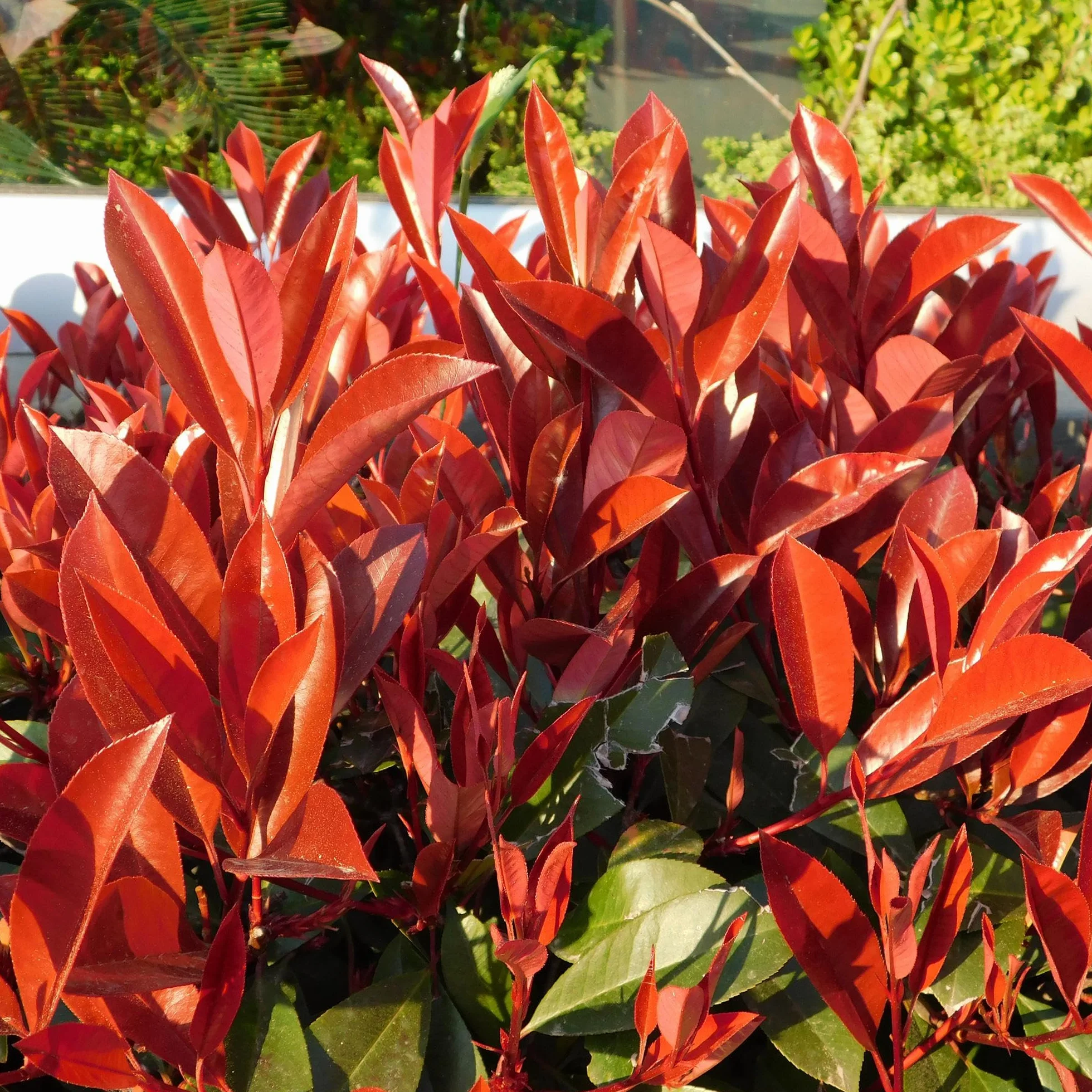 GreenboutiQ Photinia fraseri Red Robin haie 8 plantes persistant pot 9cm 30-35cm
