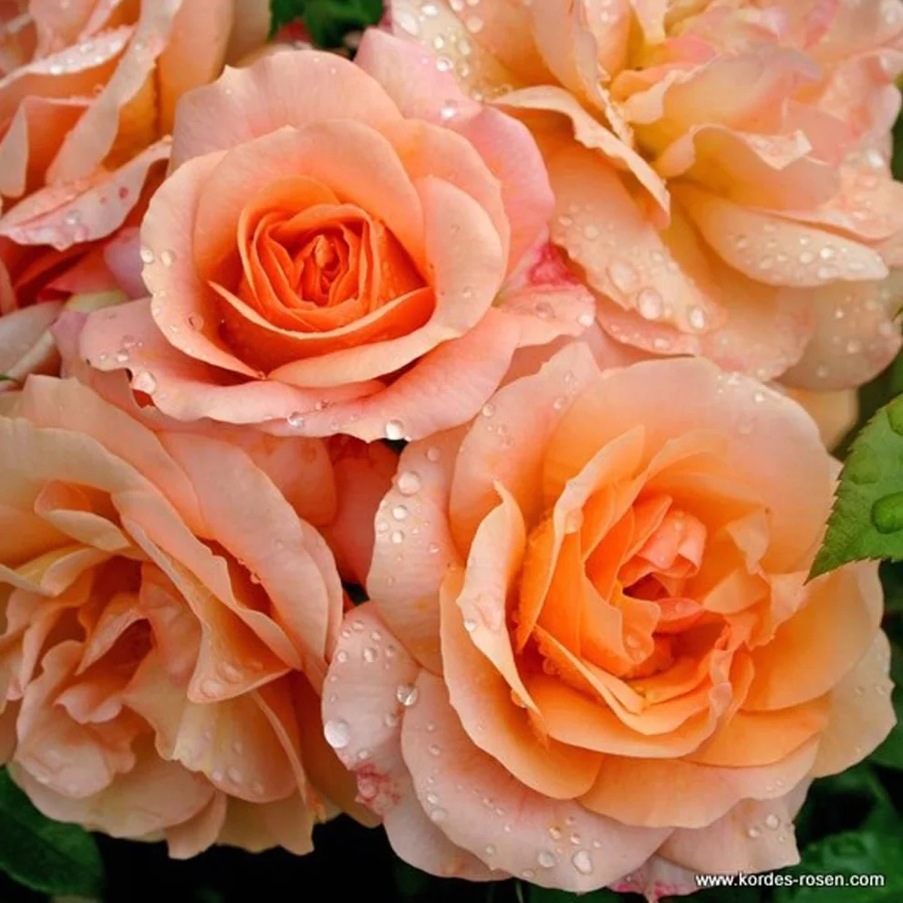 Rosier Rosa 'Aprikola' pot 25-30 cm Floraison abondante Parfumé Série Rigo de Kordes