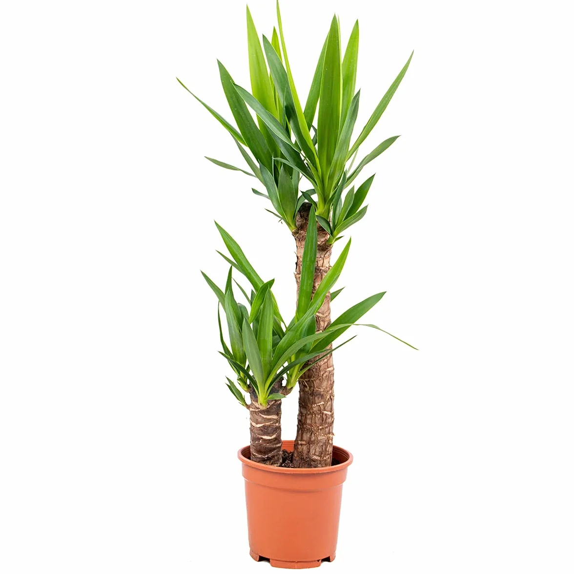 Bloomique Yucca Elephantipes Plante d’intérieur Hauteur 60-70 cm Pot 17 cm