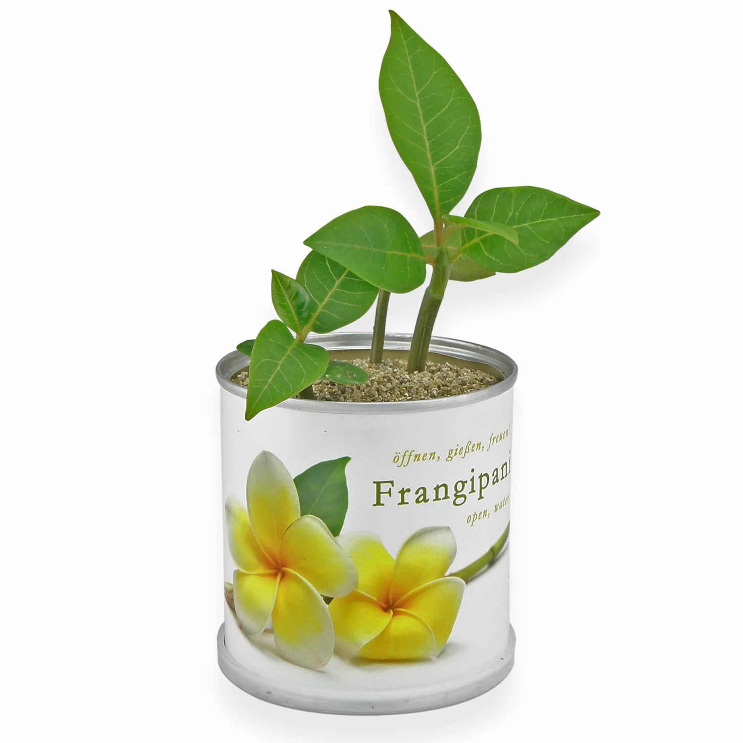 Frangipanier – Plumier de macflowers dans la boîte
