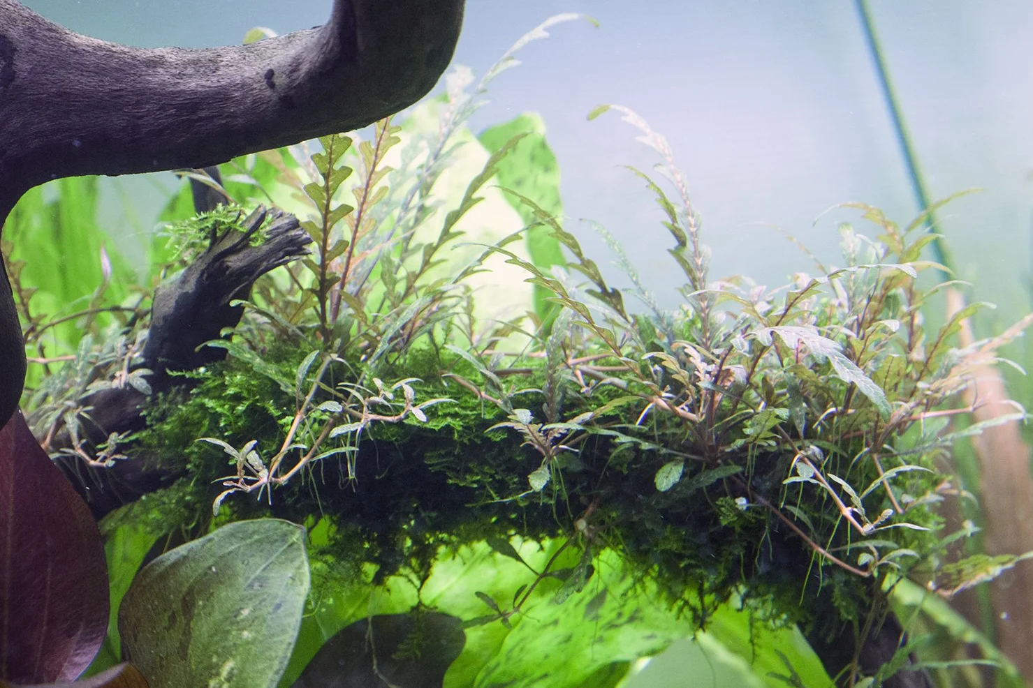 Hygrophila pinnatifida in vitro Tropica