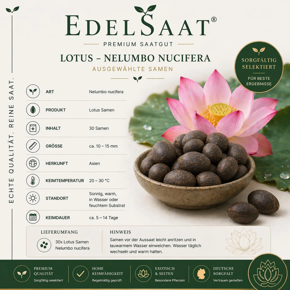 Nelumbo Nucifera Lotus Seeds – 30 graines de lotus premium, Résistant à l’hiver, Pour bassins et jardin