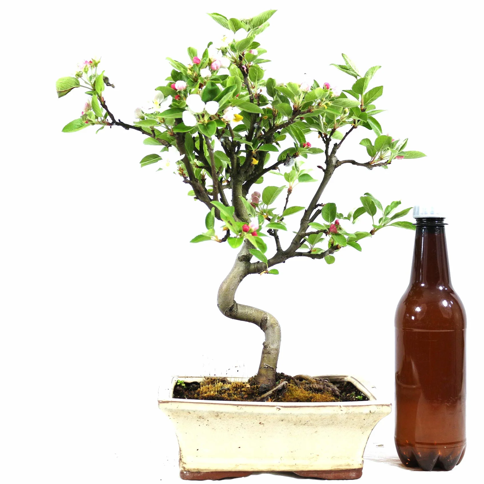 Bonsaï d'extérieur Malus Pommier décoratif 8 ans 32 cm