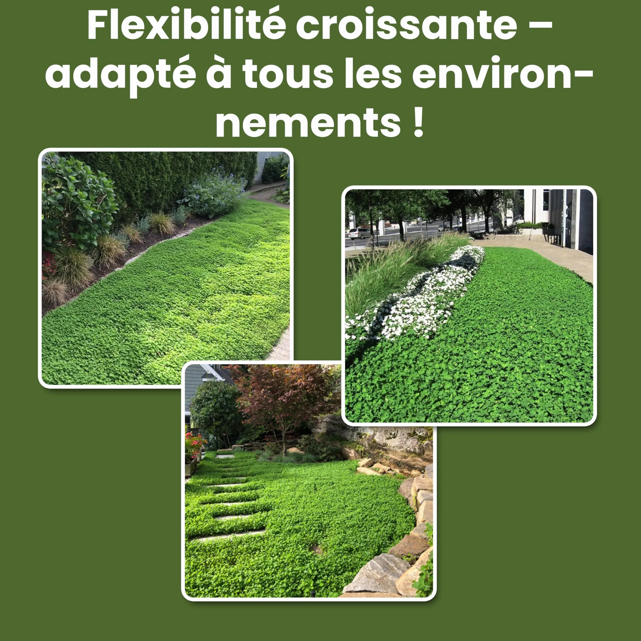 LERAVA® Trèfle blanc 50 m² Fixateur d’azote naturel Couverture strisciante Améliore la fertilité du sol Pour pelouses et jardins
