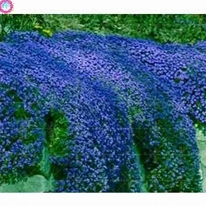 Thym Rampant Multi-Couleur Rock Cress Vivace Couvre-sol Graines Jardin Decoration