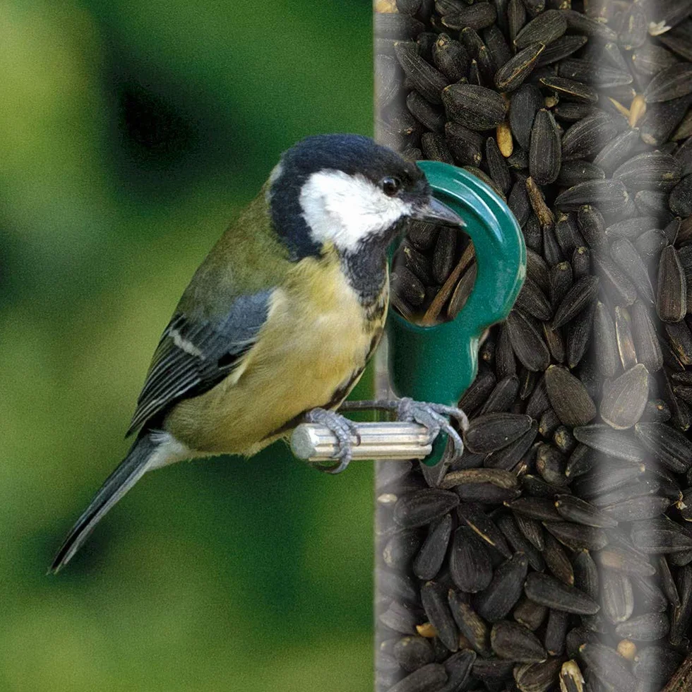 SQUAWK Graines de Tournesol Noir Nourriture pour Oiseaux Sauvages Riches en Huile 1L