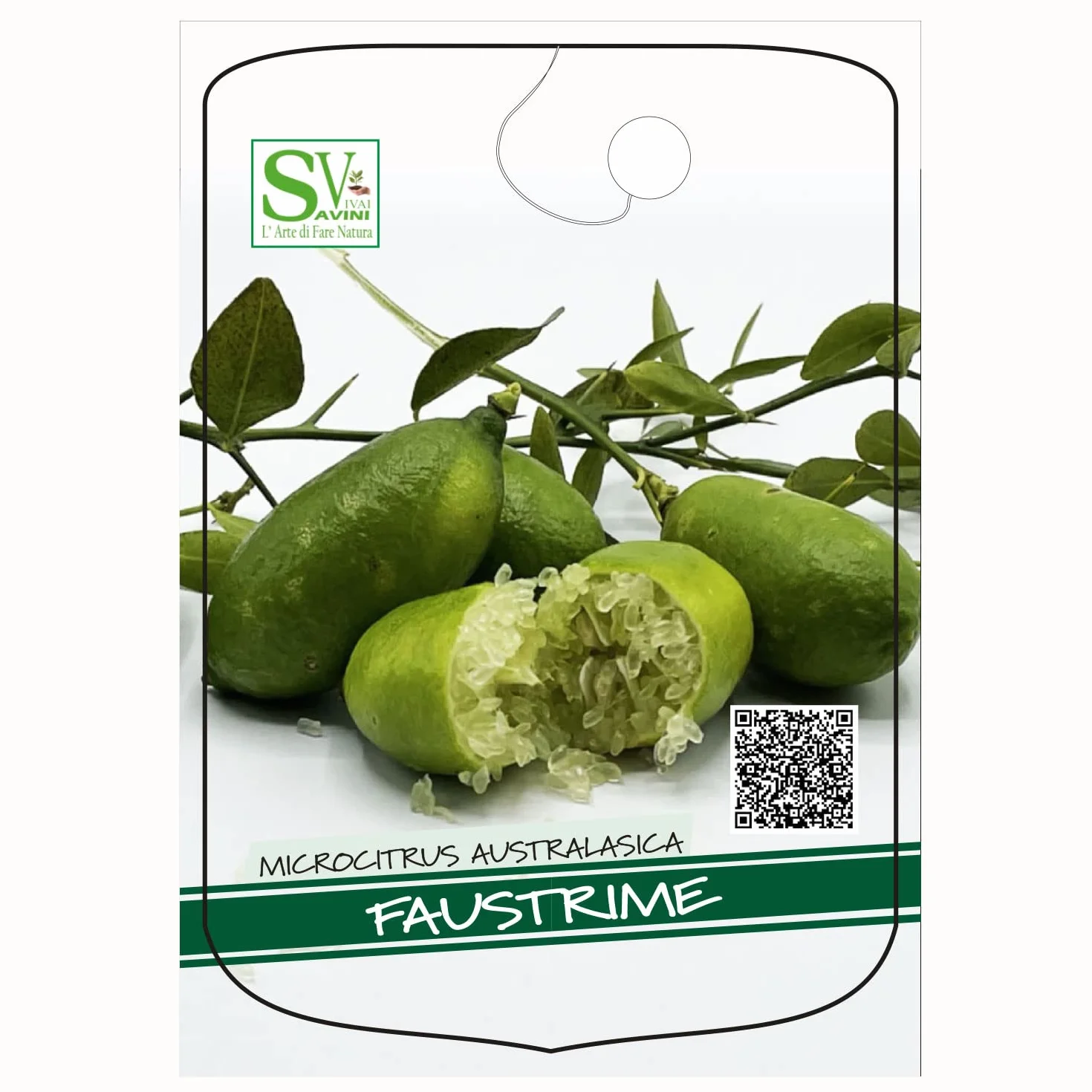 SAVINI VIVAI Citronnier Caviar Vert Faustrime Agrume Tilleul 20 cm Hauteur 50-70 cm 2 Ans de Greffe
