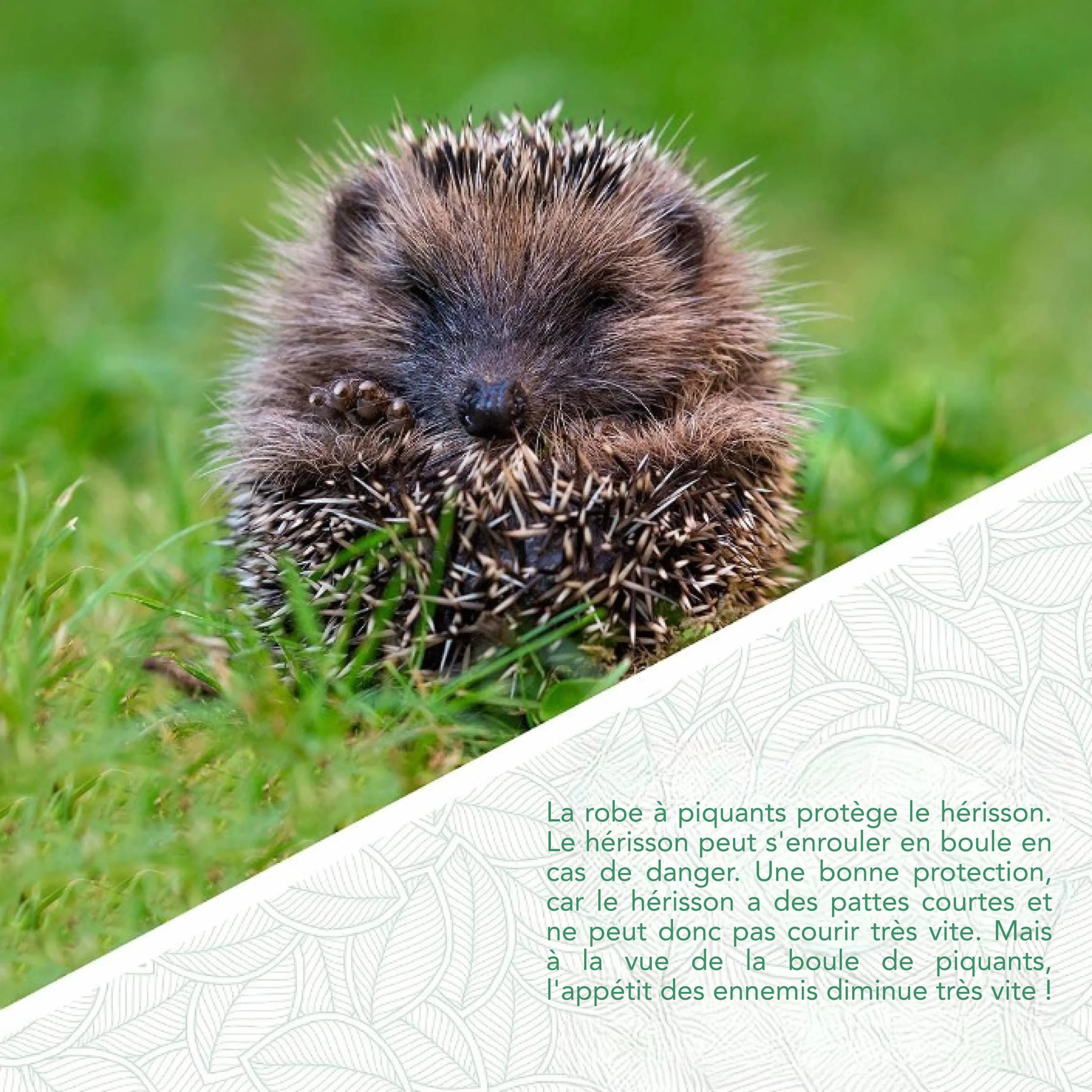 Mangeoire Hérisson en Céramique - Bol à Eau et Distributeur de Nourriture pour Animaux