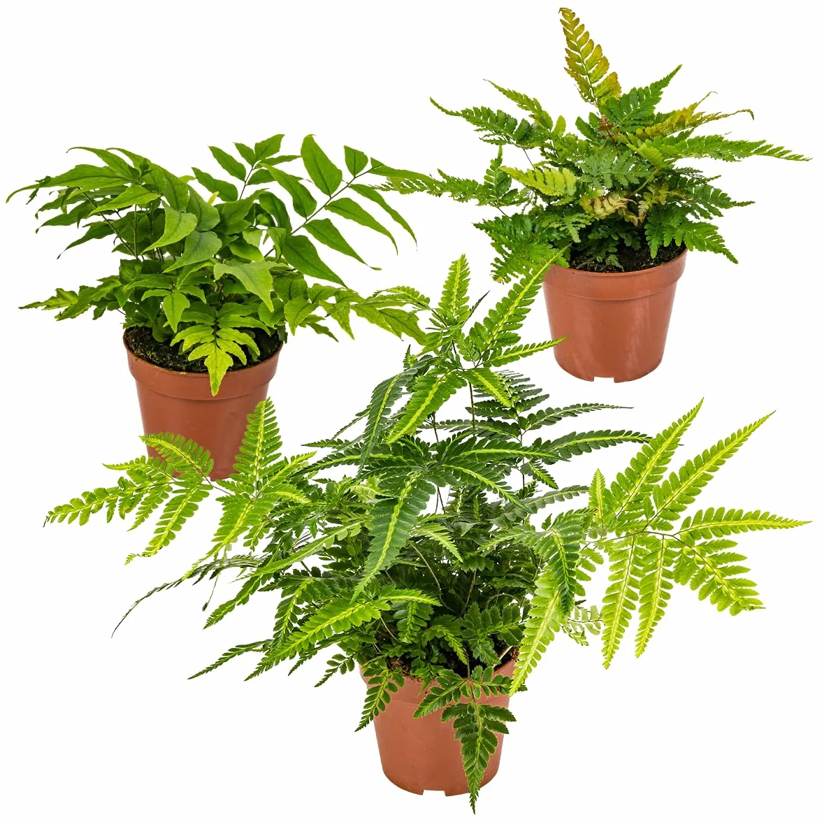 Bloomique Lot de 3 Fougères de Jardin Vivaces Rustiques Persistantes Hauteur 20-30 cm Pot 12 cm