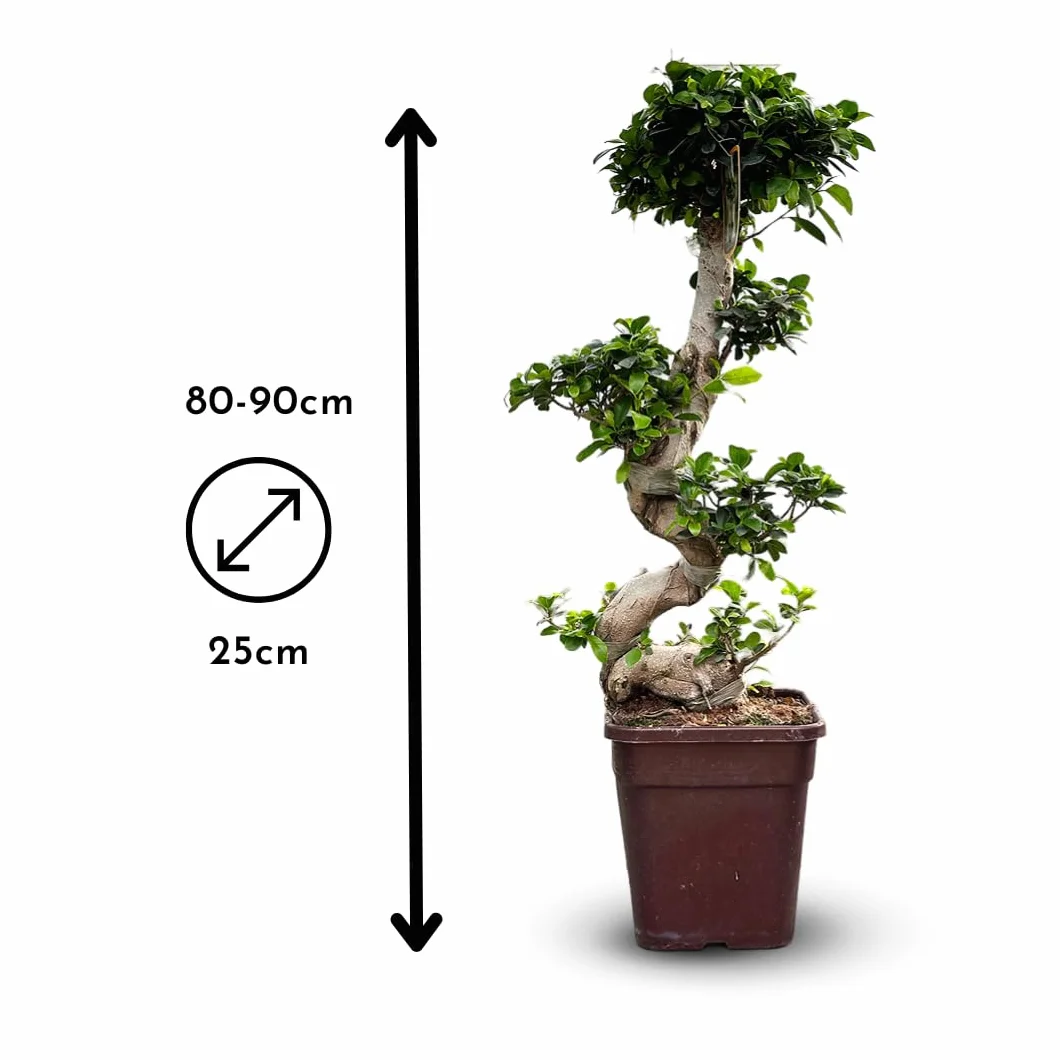 Ficus ginseng bonsai 80-90 cm ⌀ 25 cm plante d'intérieur