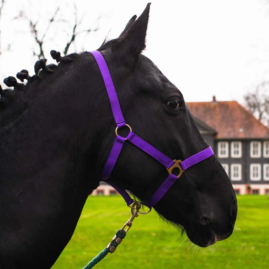 Licol pour cheval sang chaud, pur-sang, sang froid – licol d'écurie, licol de pâturage, réglable en 2 positions sur la mentonnière et la nuquière, sûr et résistant à la déchirure (Violet, Shetland