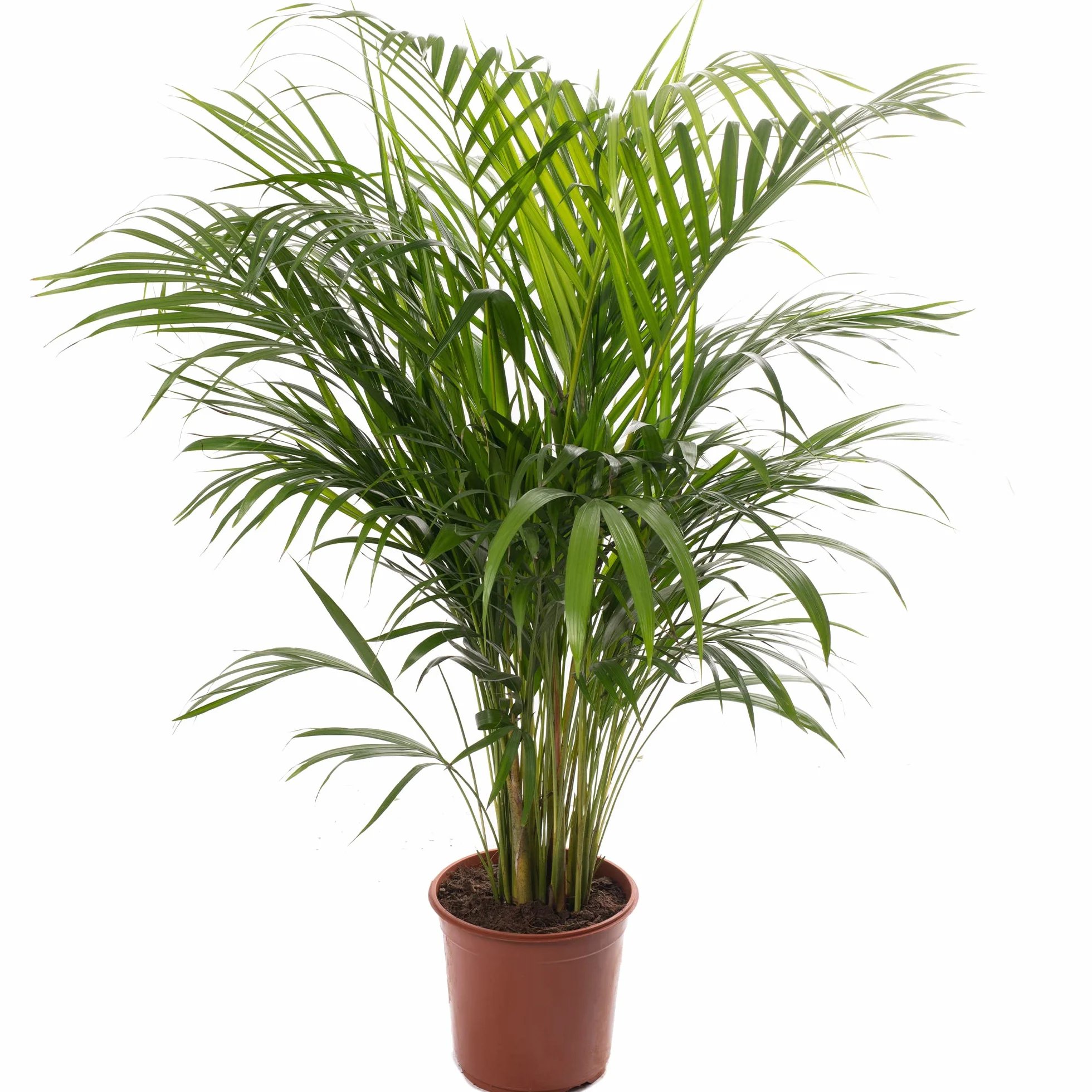 Areca Palme (palmier à fruits dorés) Plantes d'intérieur plantes avec pot 100-120 cm