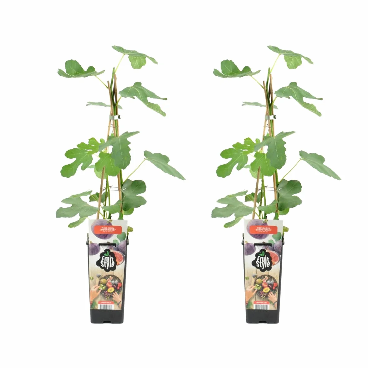 Bloomique Ficus Carica 'Brown Turkey' Figuier Arbres fruitiers Pot 14 cm Hauteur 60-70cm