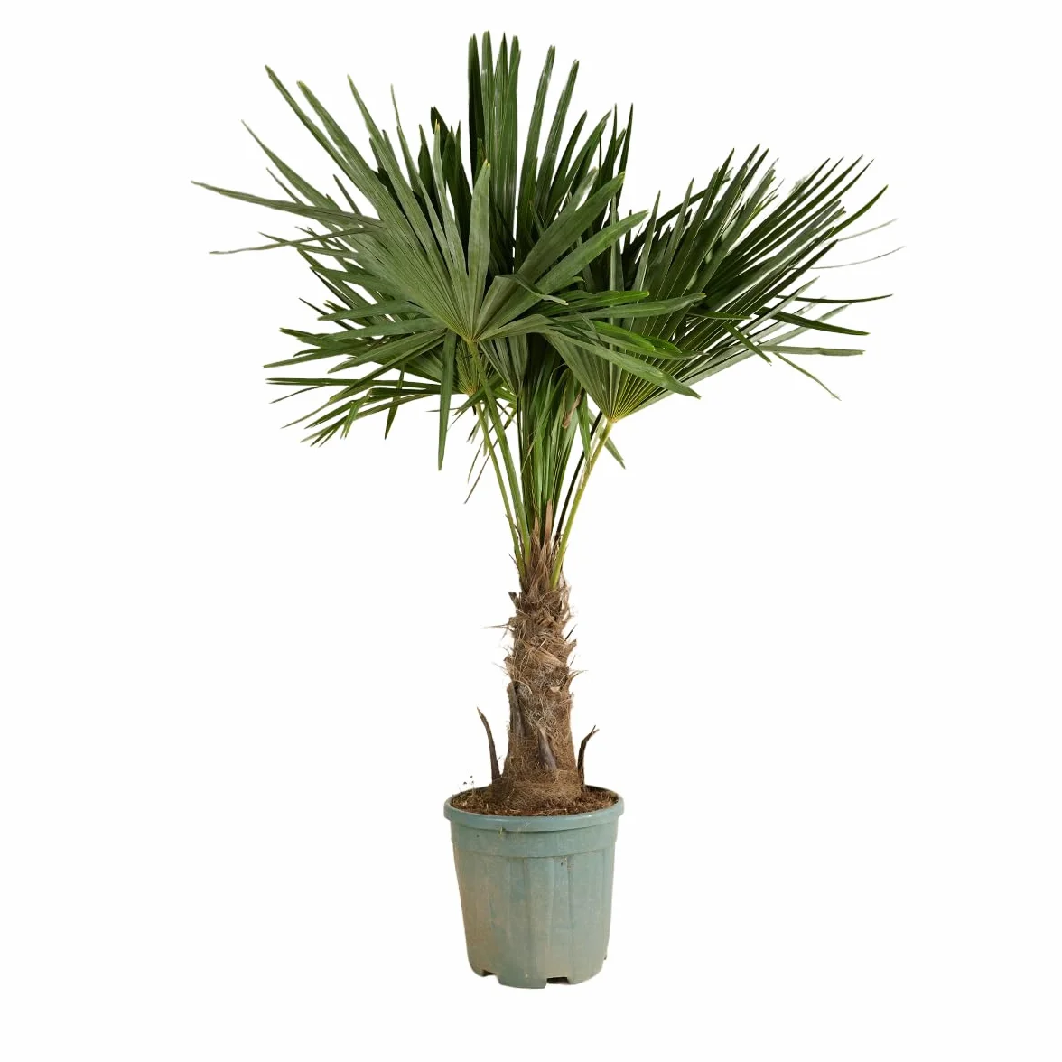 Trachycarpus Fortunei Palmier éventail chinois 140-170 cm Pot 30 cm