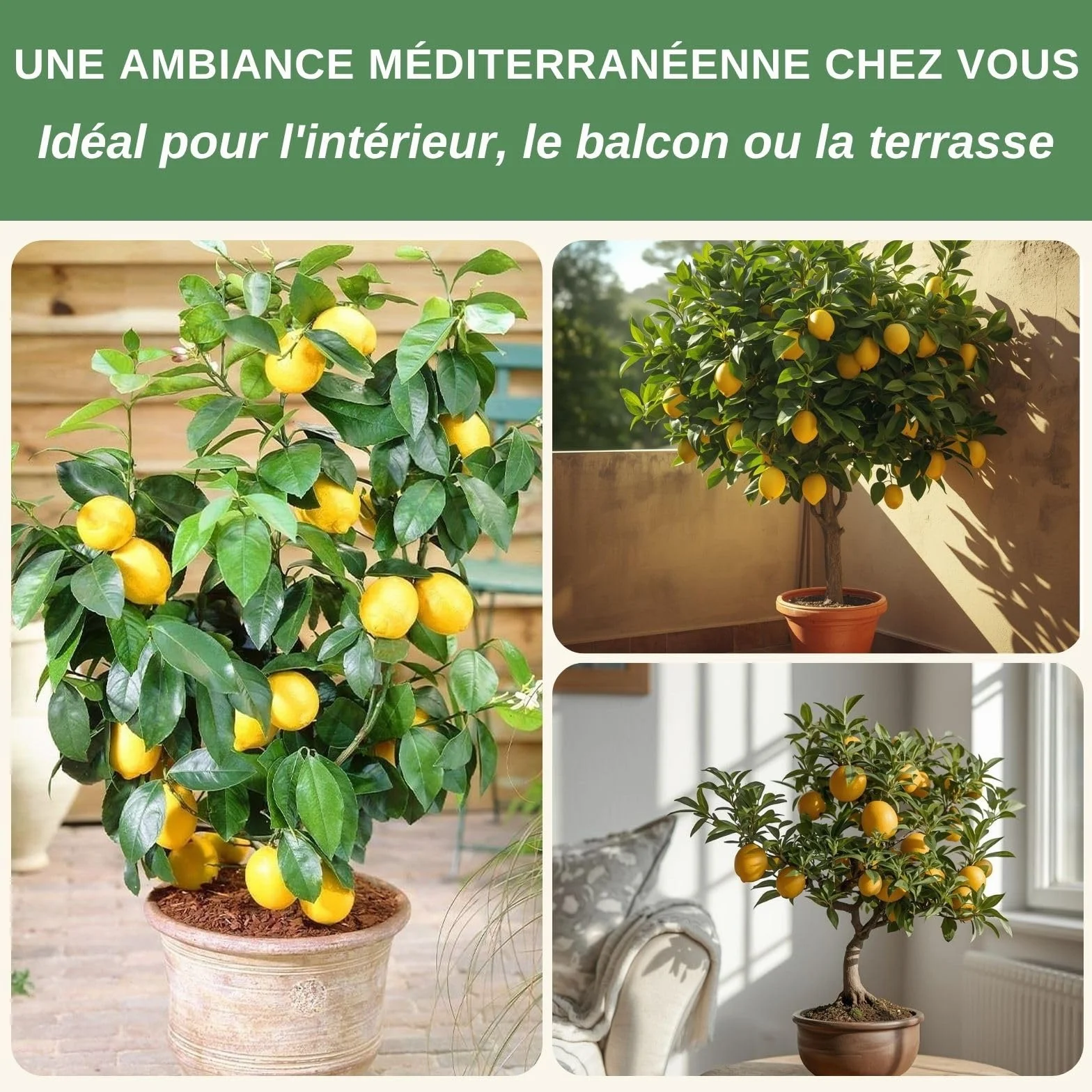 Graines de Citronnier Mini 10 Pcs Bonsaï Semences Plante d'intérieur Vivace
