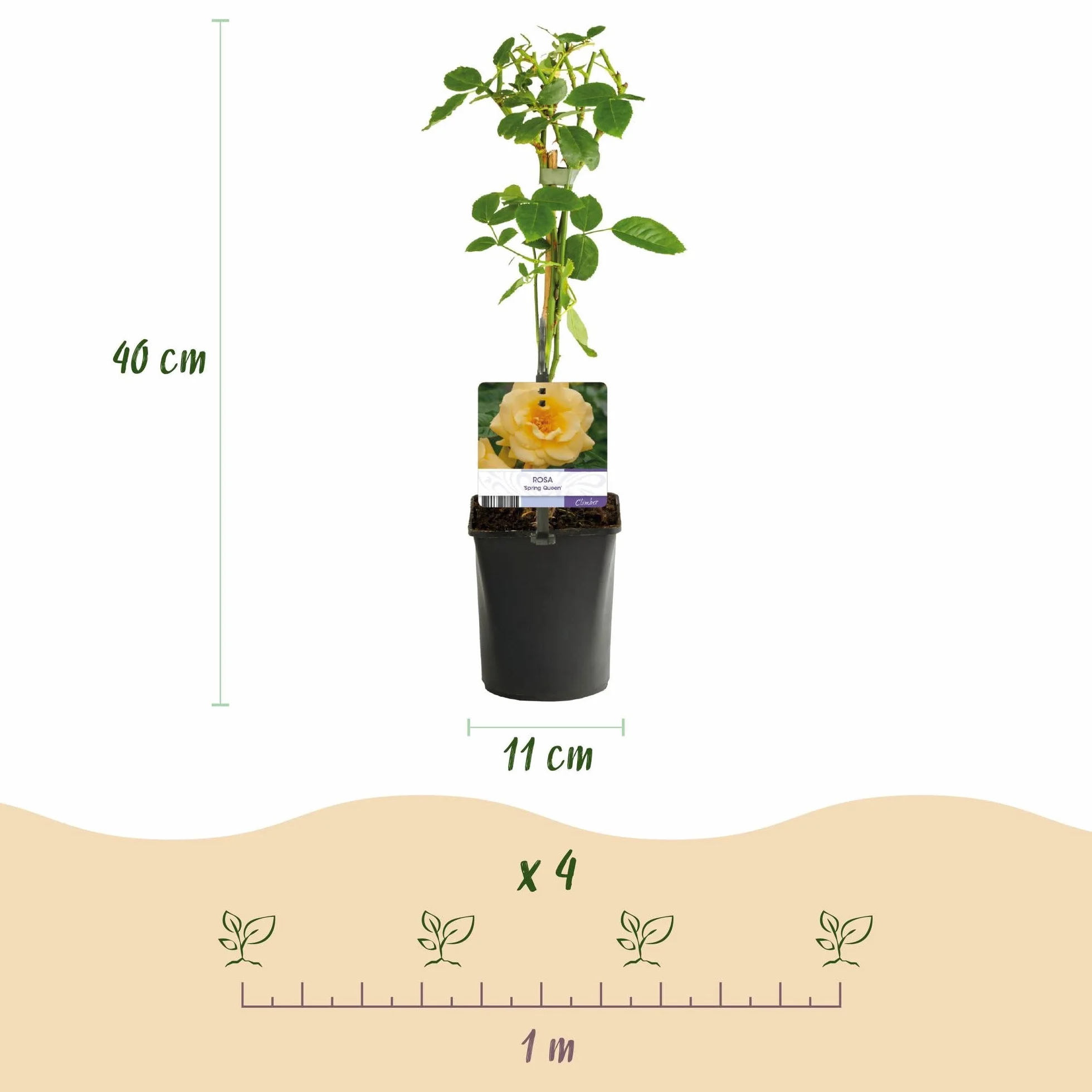 GreenboutiQ Rosier grimpant Rosa Spring Queen 2 plantes Pot 11cm Hauteur 40cm