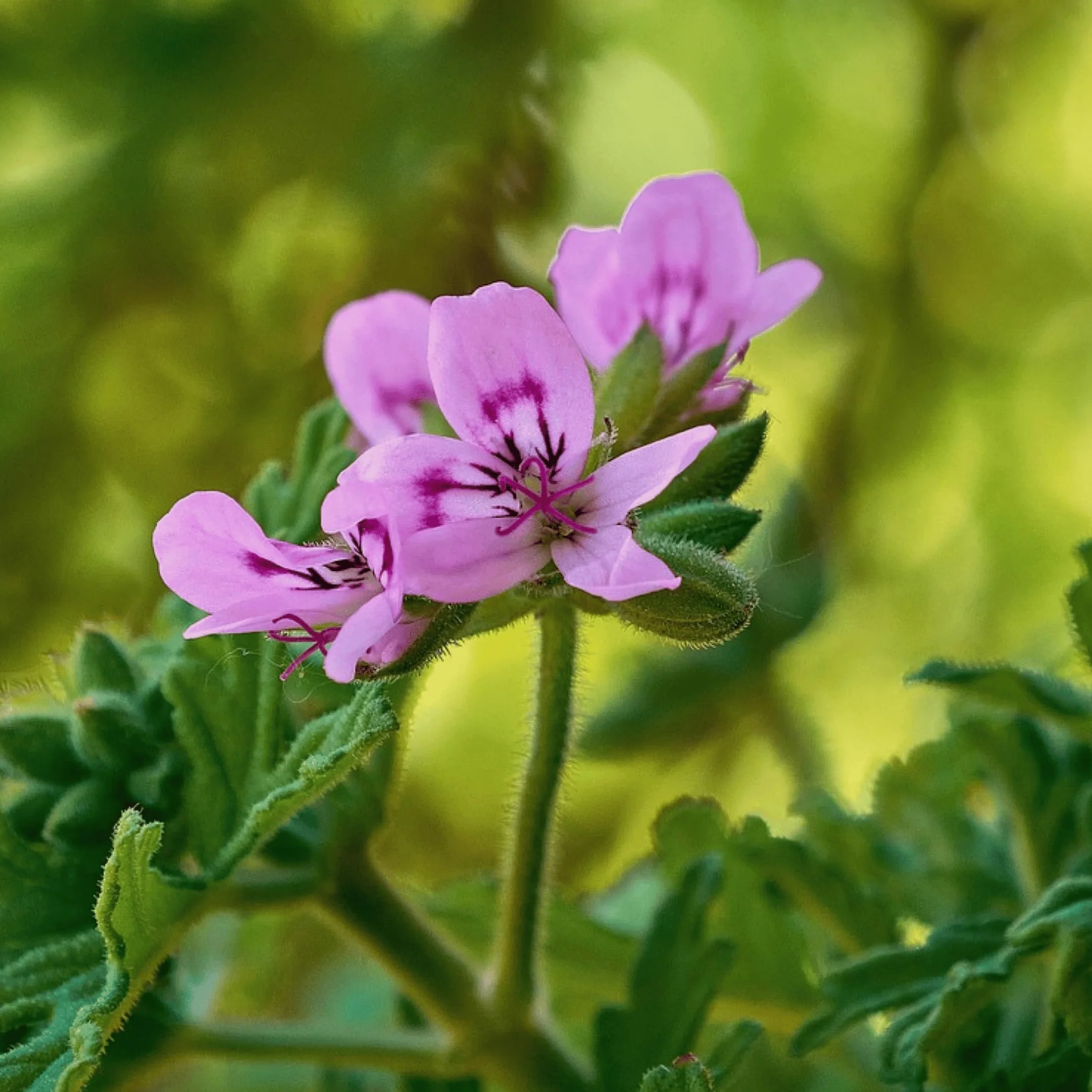 Set de 6 Géranium Pelargonium Orange Fizz, Pink Capitatum, Lizzy - Plante anti-moustique - Pot 10,5cm - Hauteur 15-25cm