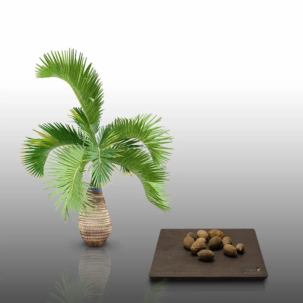 PALMIER BOUTEILLE Hyophorbe Lagenicaulis 10 graines à semer - Le Grenier d'Abondance
