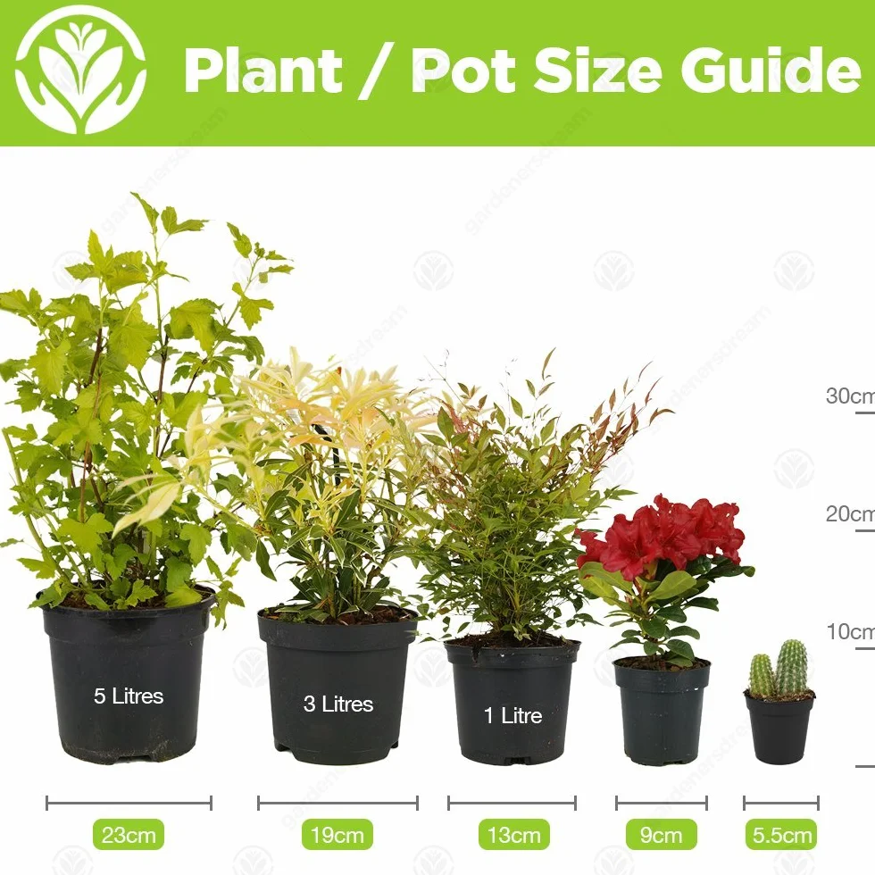 Rosier Blanc en pot | Rosiers de jardin haut de gamme avec fleurs colorées en été