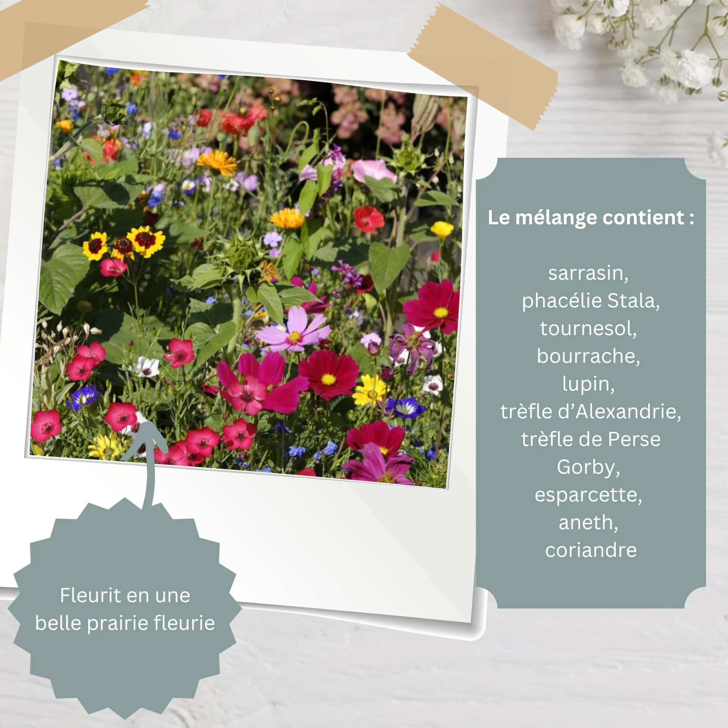 Graines de fleurs Merci 10 sachets Cadeaux de remerciement originaux pour invités collègues éducatrices anniversaire enfant mariage