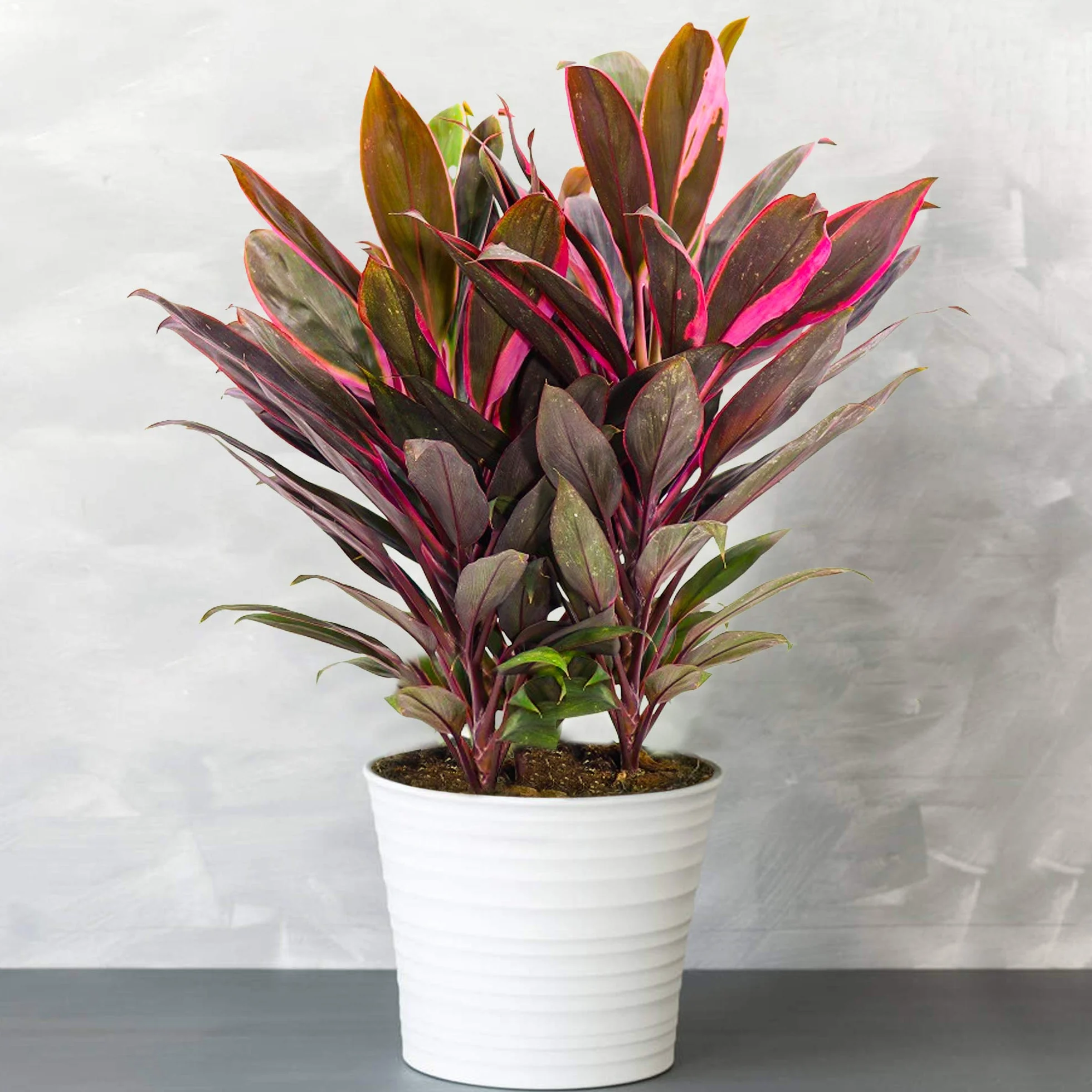 Cordyline Tango (Lili Club) Plante d'Intérieur Épurative Multicolore - Arbuste en Pot 30-40 cm