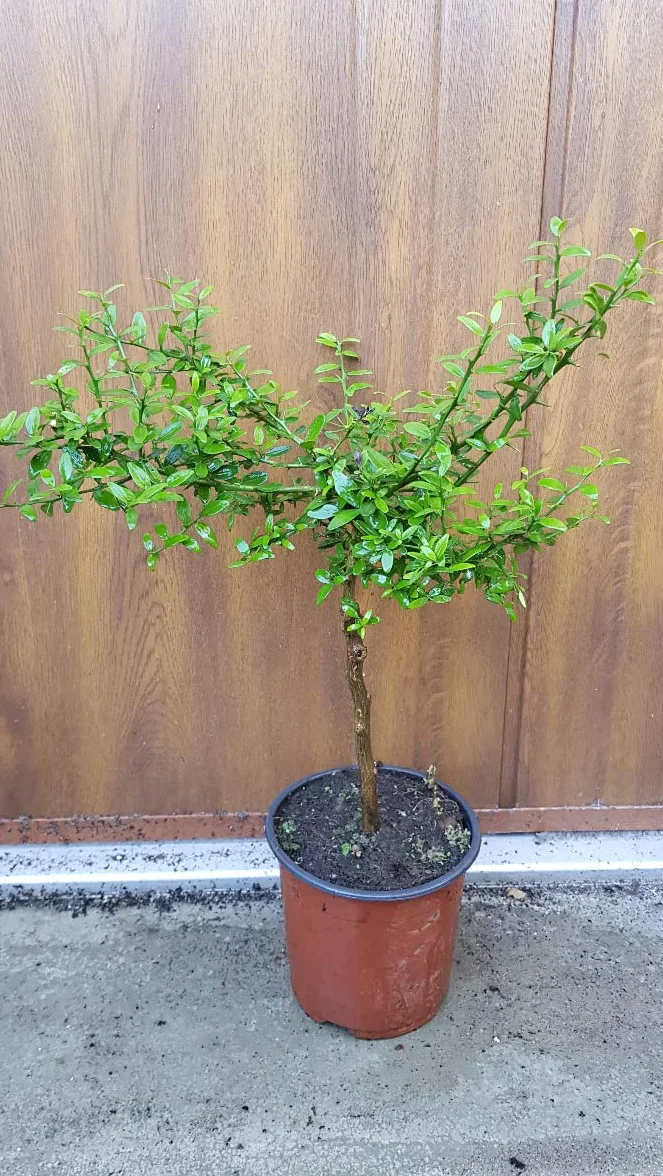 Citrus australasica 'Rouge' greffé sur Volkameriana Citronnier caviar Conteneur 1-1.9 litres