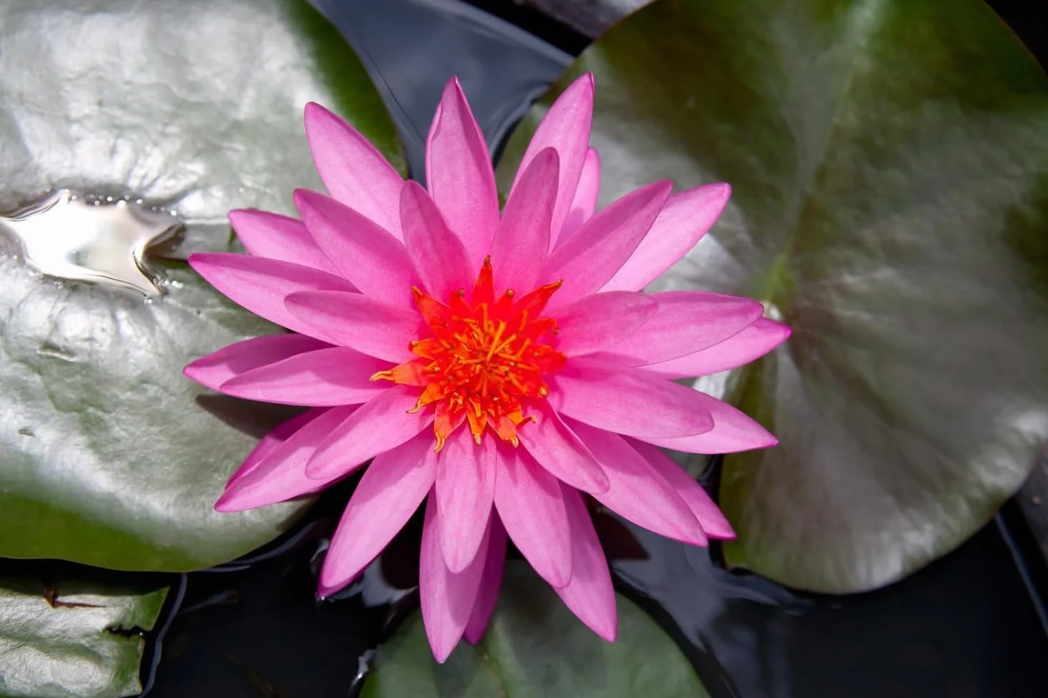 Lotus Lot de 40 pièces pour mini étangs, bols et chambres
