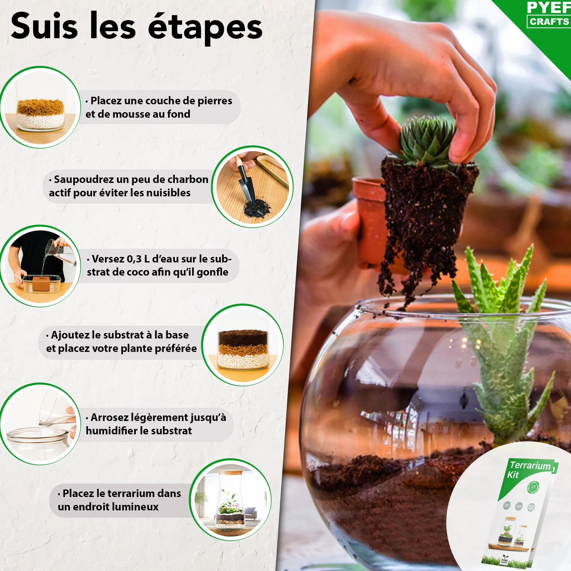 Kit Terrarium Plante DIY Prêt-à-Pousser Jardin en Bouteille XL