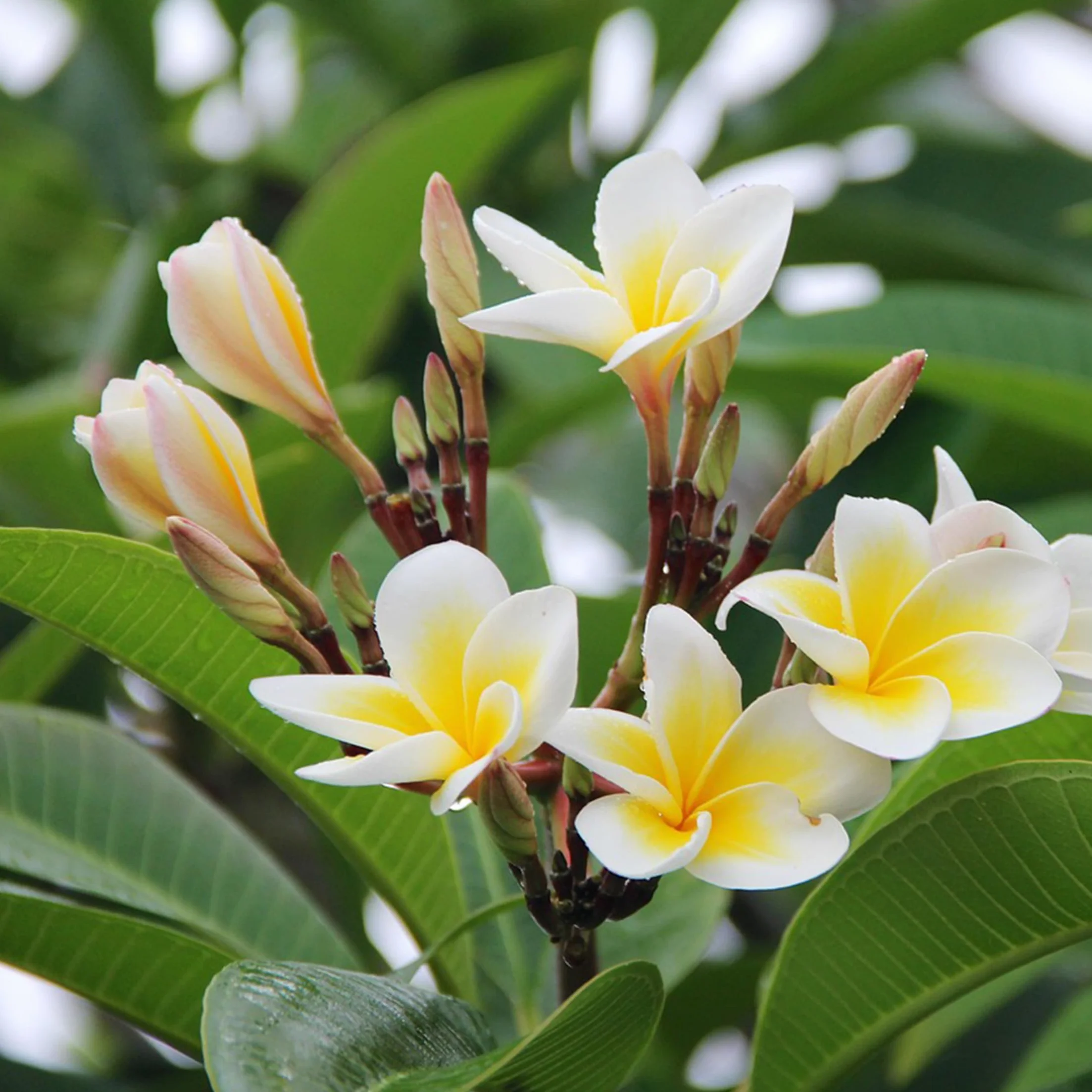 Plant in a Box Plumeria Frangipani Hawaii Frangipanier plante exotiques Pot 17cm Hauteur 45-55cm